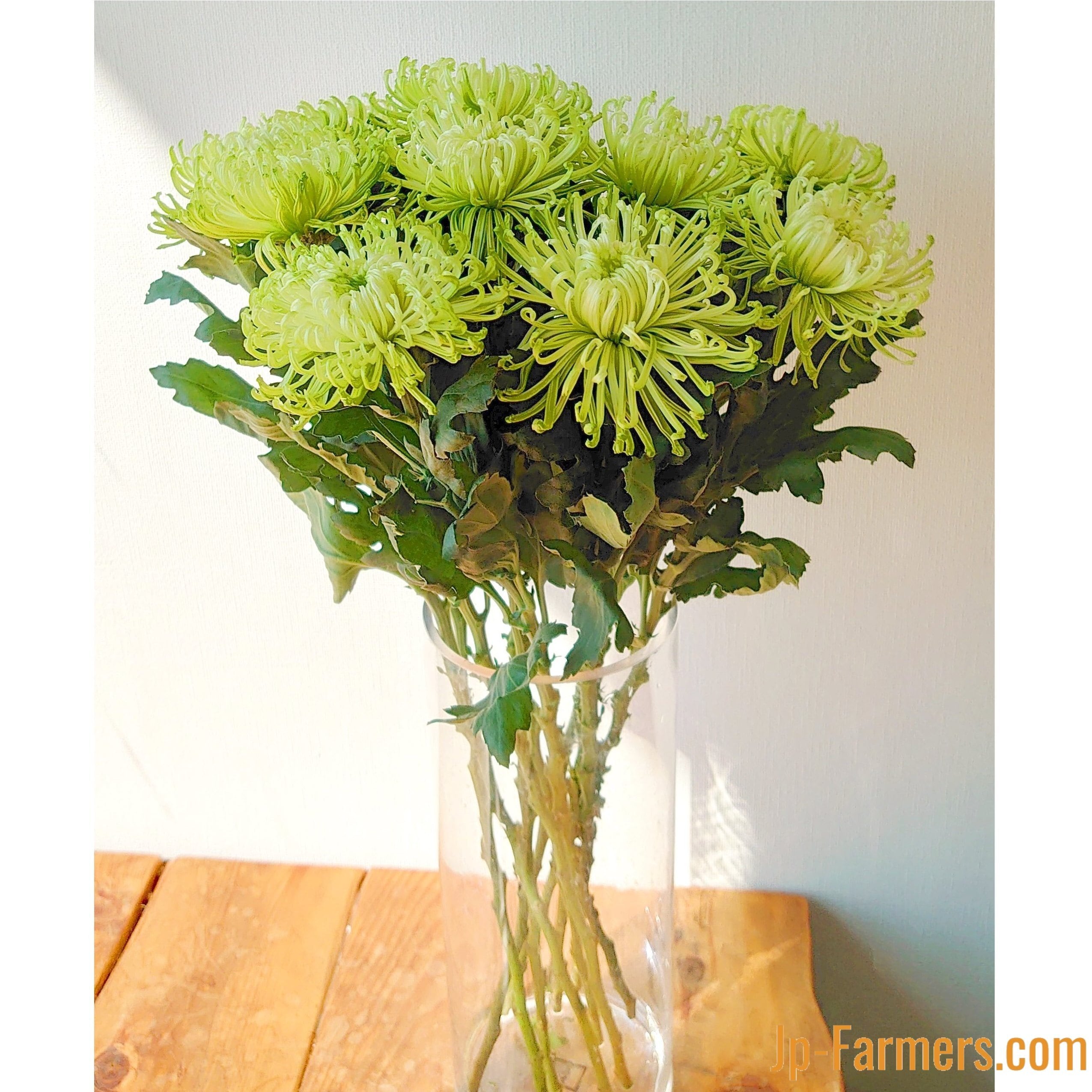 菊を飾ろう‼ アナスタシアグリーン 10本 | 新鮮お花問屋 Jp-Farmers.com