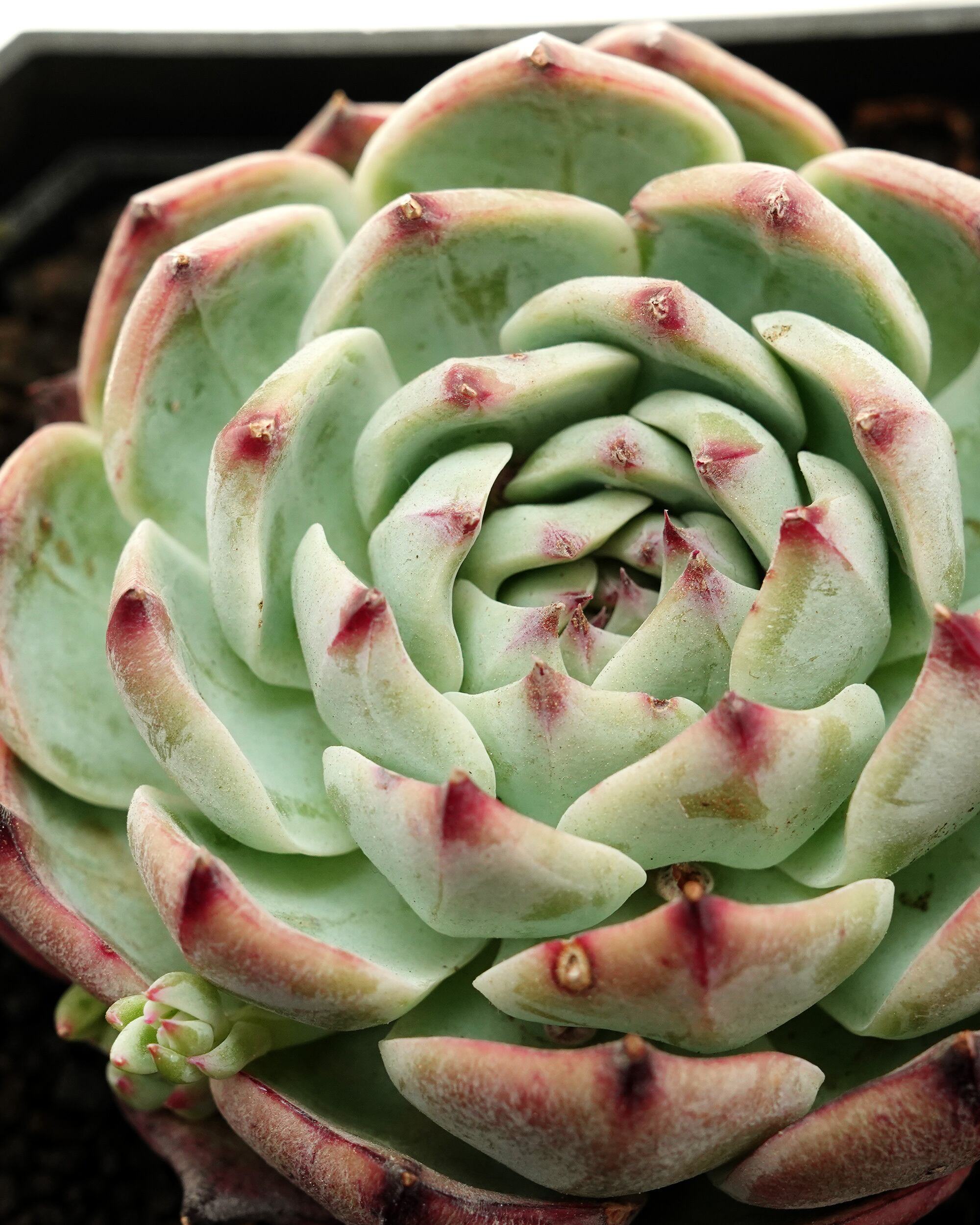 カット苗 インベリアルコンキュバイン Echeveria 'Imperial Concubine