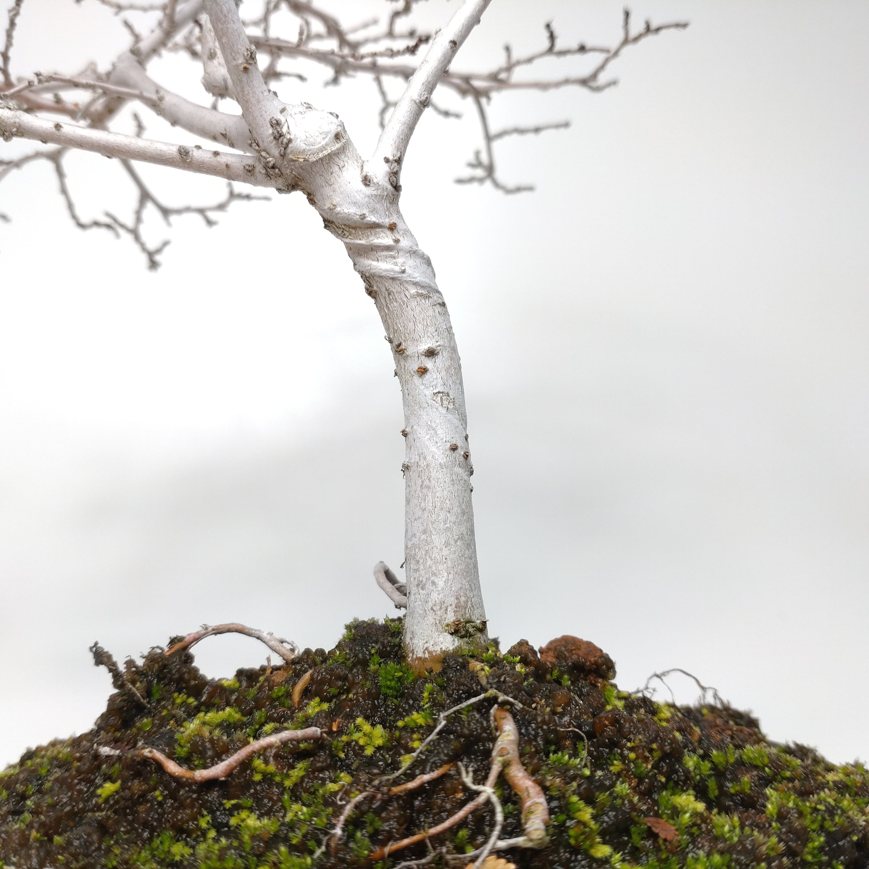 楡欅（ニレケヤキ）盆栽 SS013 | 盆栽創【Bonsaisou】