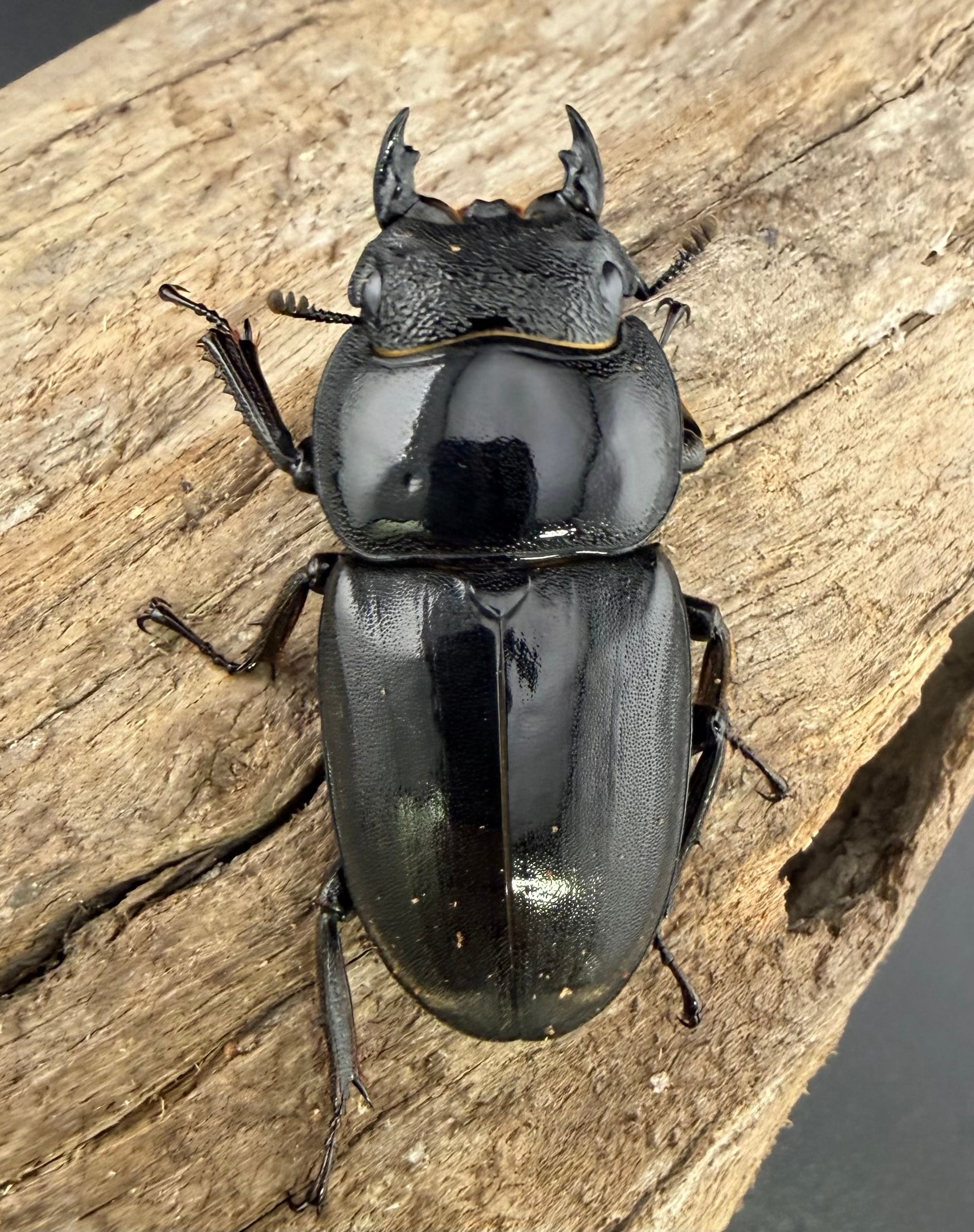 WF1】《ブルーダンヒラタ 84.5mm ペア》 | KPW公式オンラインショップ