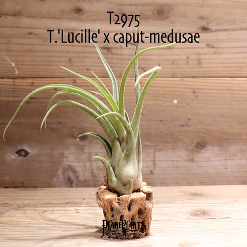 【送料無料】'Lucille' x caput-medusae〔エアプランツ〕現品発送T2975