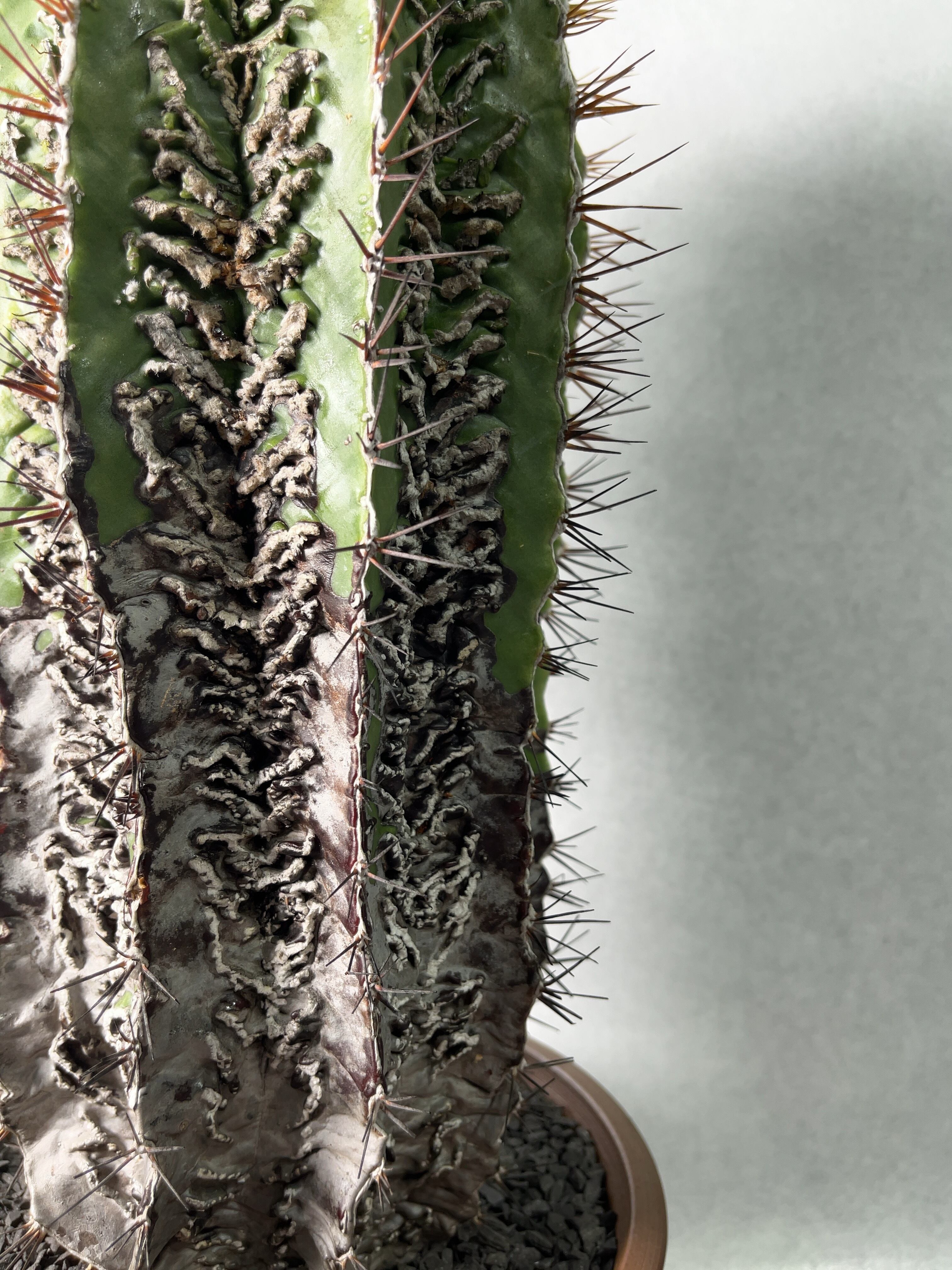 アストロフィツム・白条複隆般若 | Pay ID 【現品】サボテン 白条複隆般若(