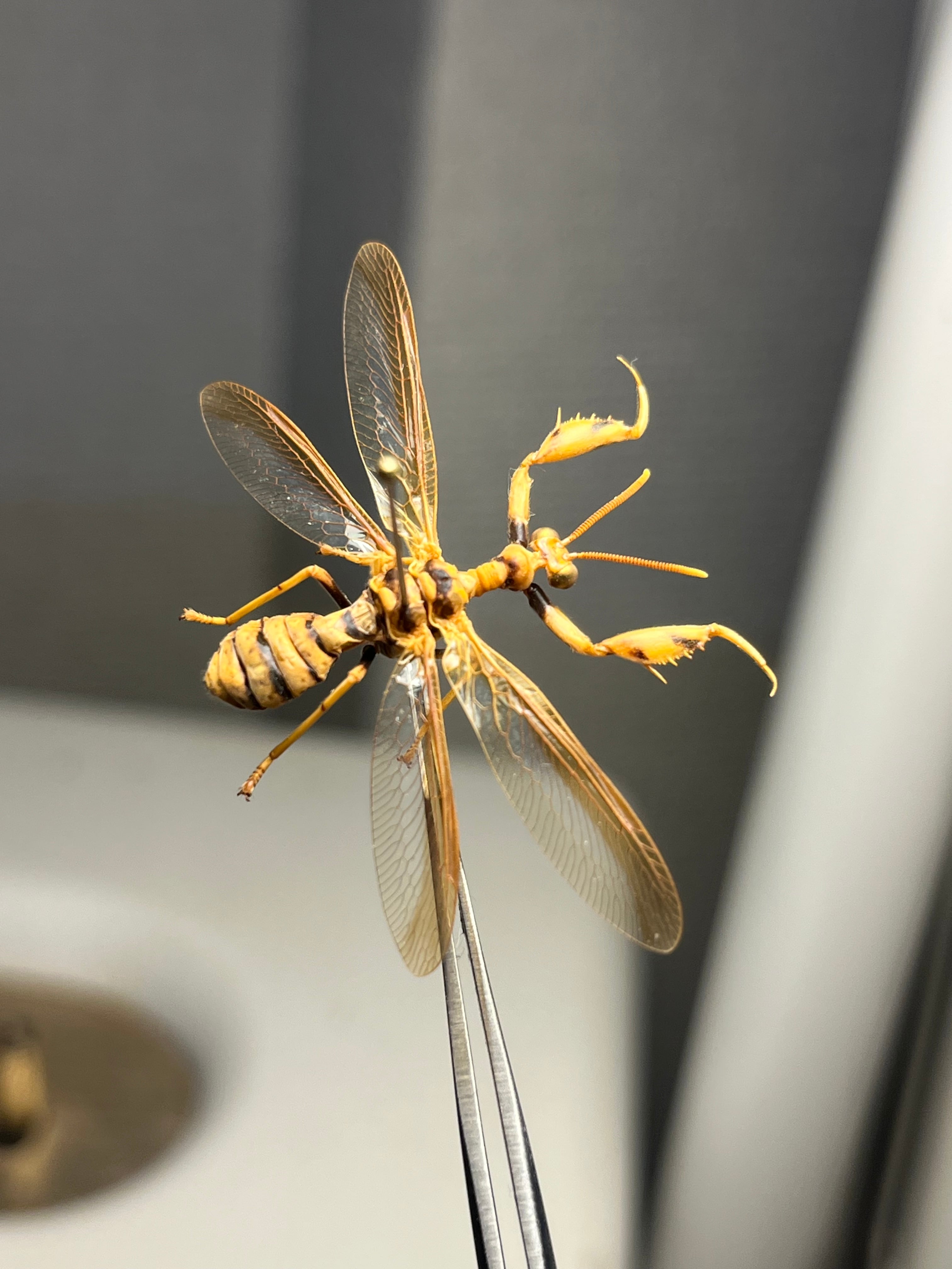 オオイクビカマキリモドキの標本 ハエ カゲロウ かげろう ヘビトンボ 蜻蛉 オオイクビカマキリモドキの標本 ハエ カゲロウ かげろう ヘビトンボ