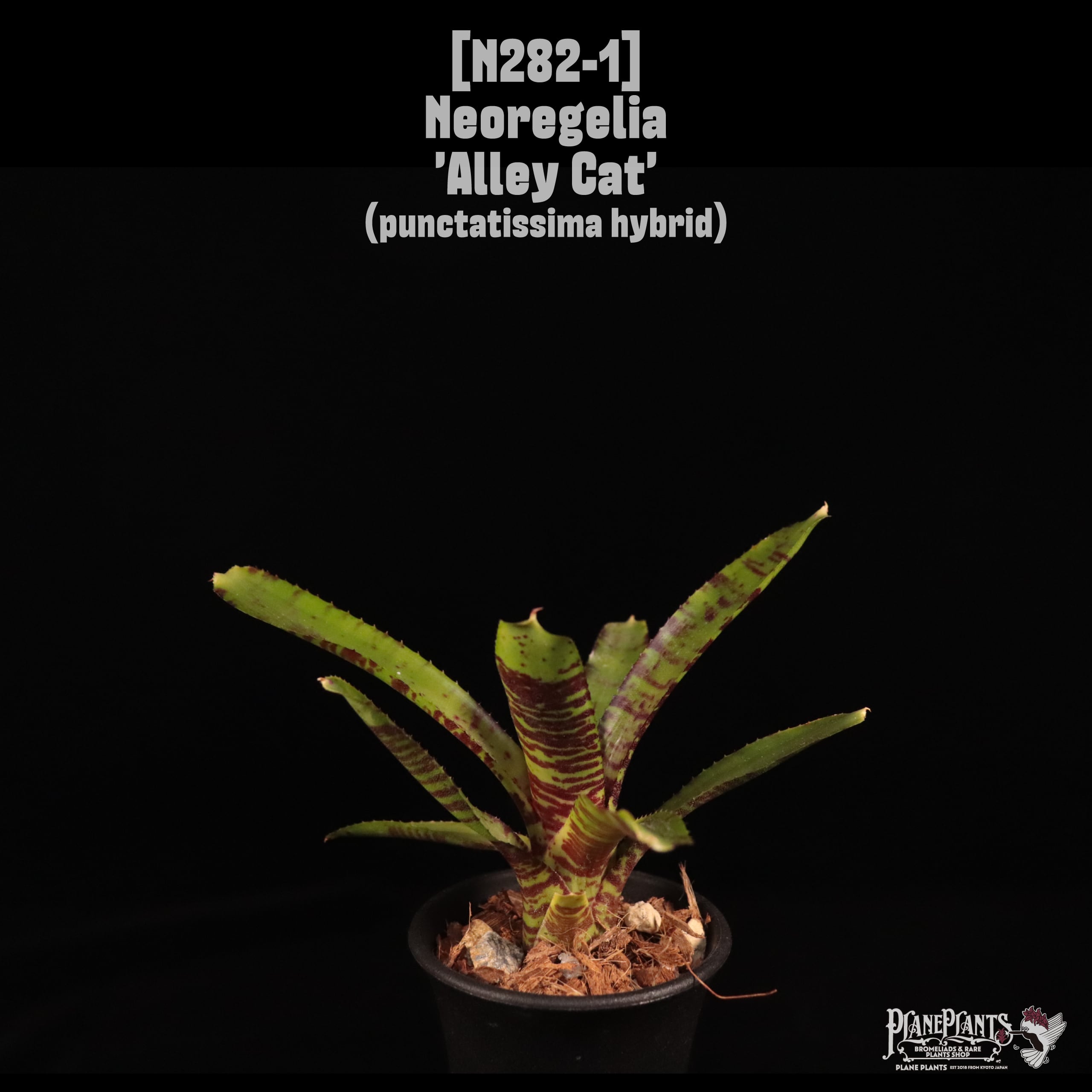 Neoregelia 'Alley Cat'〔ネオレゲリア〕N282-1