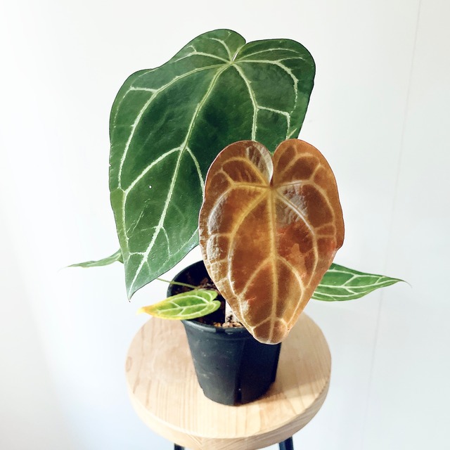 《希少》アンスリウム サウスアメリカ ハイブリッド種 観葉植物 アロイド