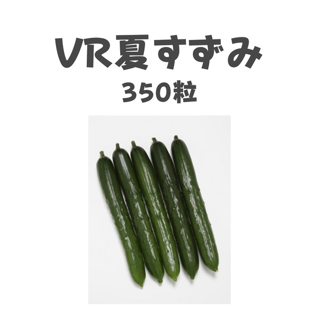 VR夏すずみ　キュウリ種子・350粒