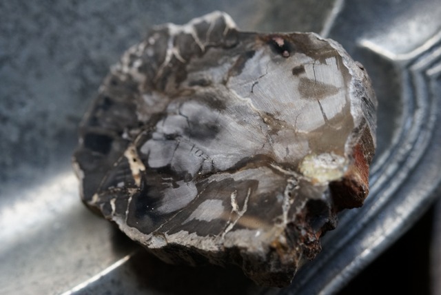 珪化木 Araucarioxylon ⑩