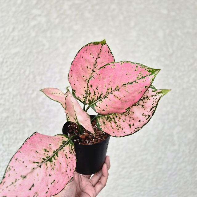 《Aglaonema Kamkoon Orange》アグラオネマ・カムクーン・オレンジ 観葉植物 ／ポット発送
