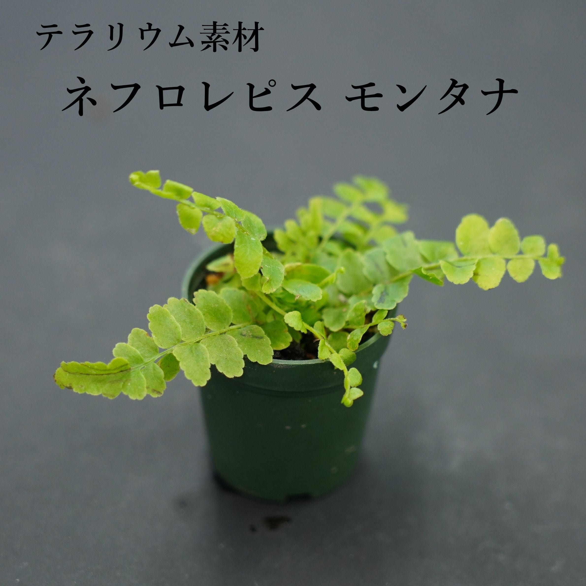 シダ植物 高さ約1.5メートル ネフロレピス ”モンタナ”（シダ植物） 苔テラリウム作製用素材 | 苔