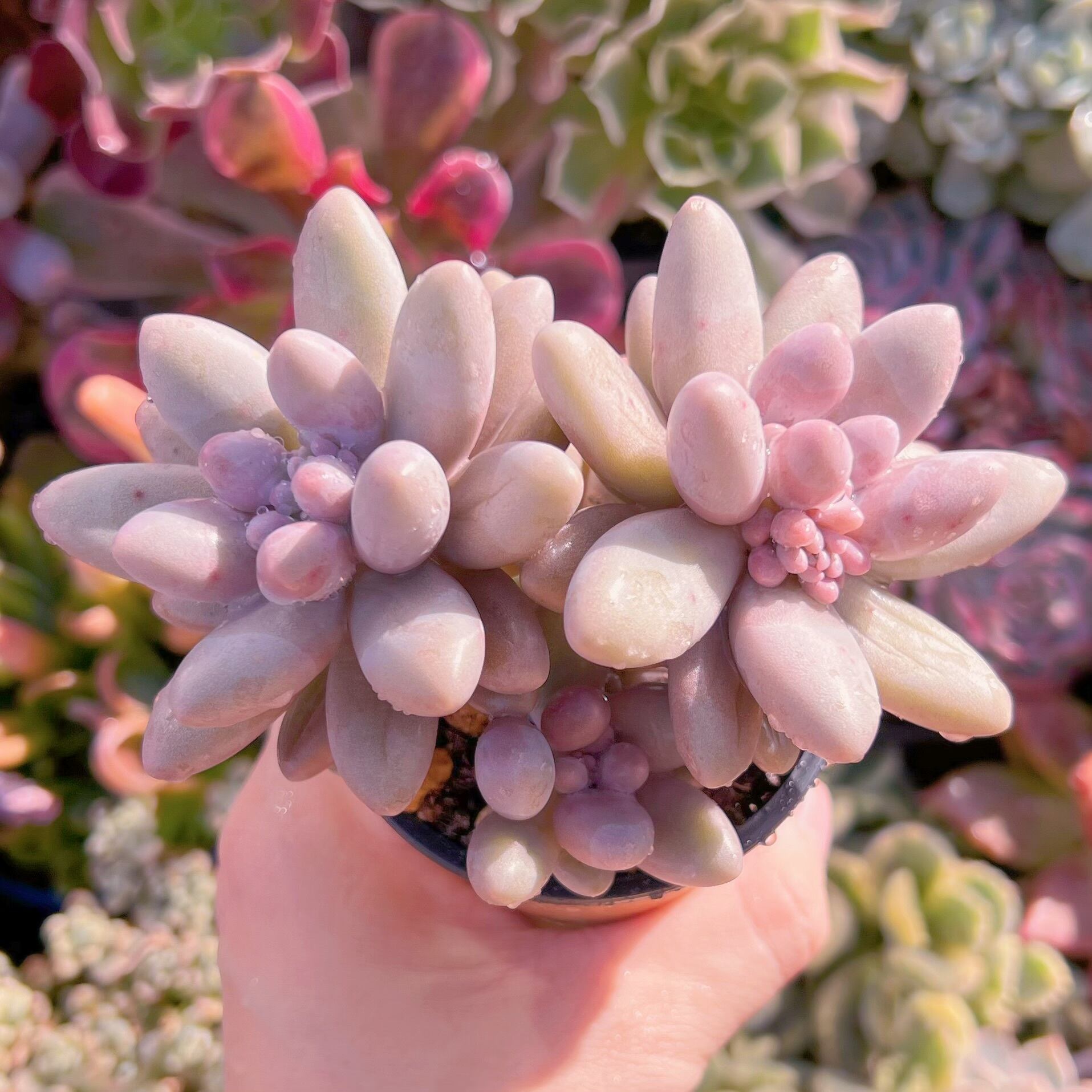 現品　白い恋人#269    群生　るる農園