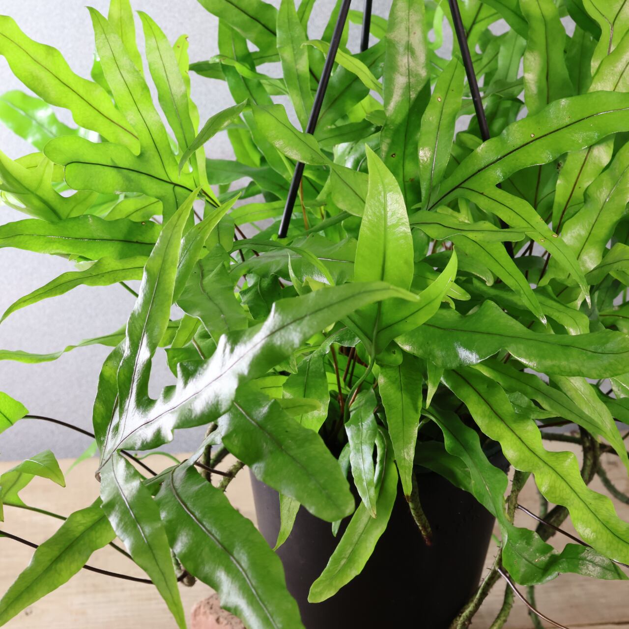 474 根茎が魅せる『カンガルーファーン』吊り鉢 観葉植物【送料無料