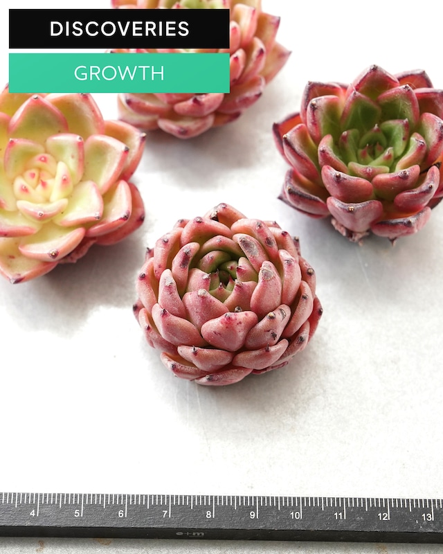 一部発根済カット苗 ライトレイ M Echeveria 'Light Rays'