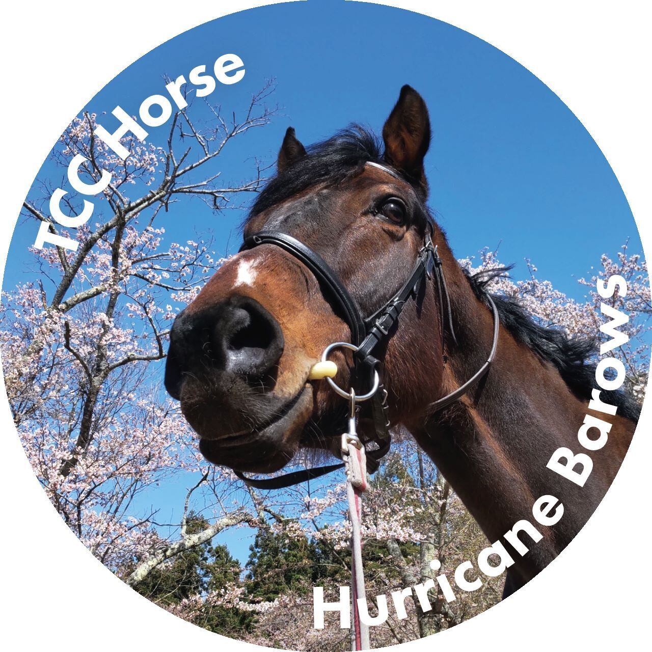 おがわじゅり　フジノウェーブ缶バッジ　TCK x ウィニングポスト缶バッジ お譲り先決定ダブルベッドフレーム