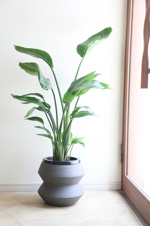 【都内近郊限定配送】【125cm】オーガスタ/Strelitzia nicolai　※陶器鉢カバー別