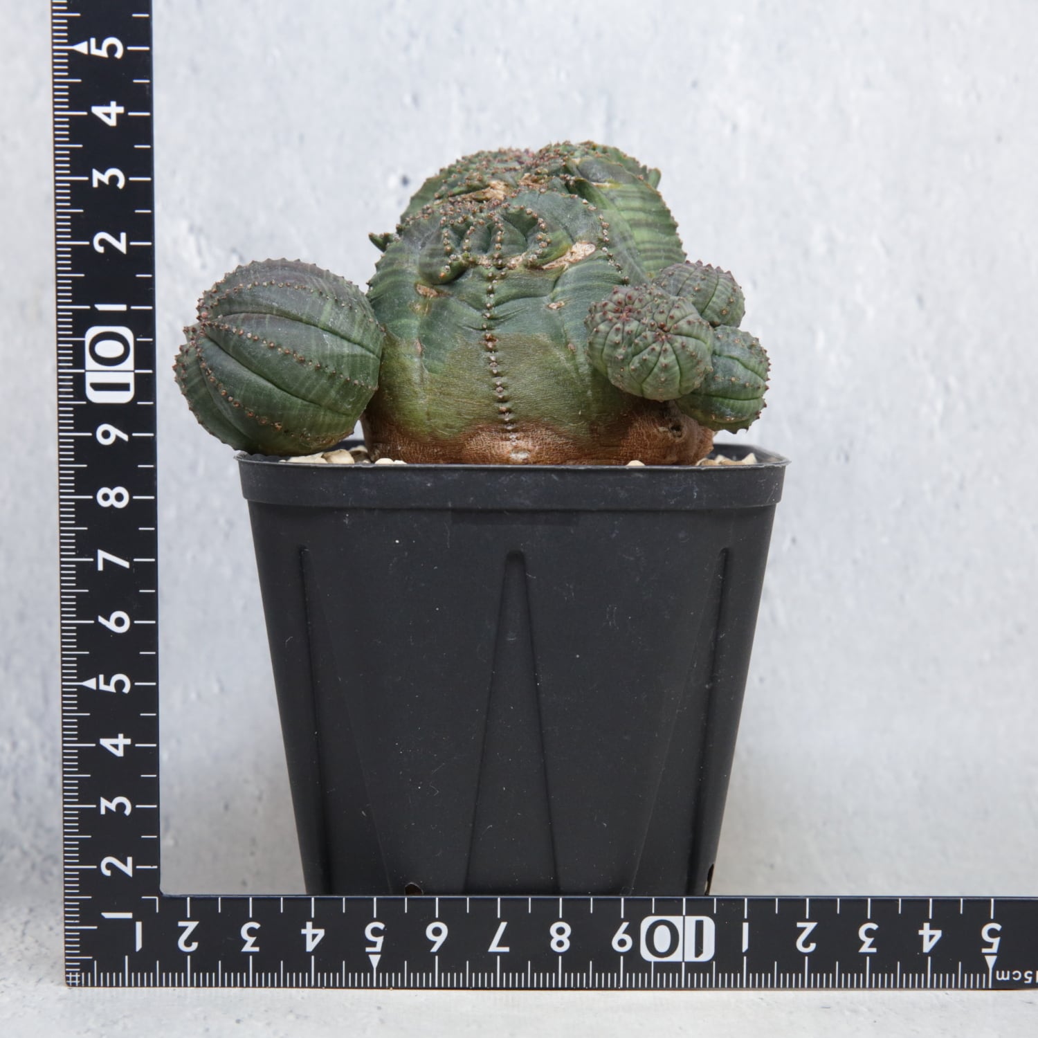 厳選株】最大幅約8cm 仔吹き 円扇石化 ダブルヘッド オベサ