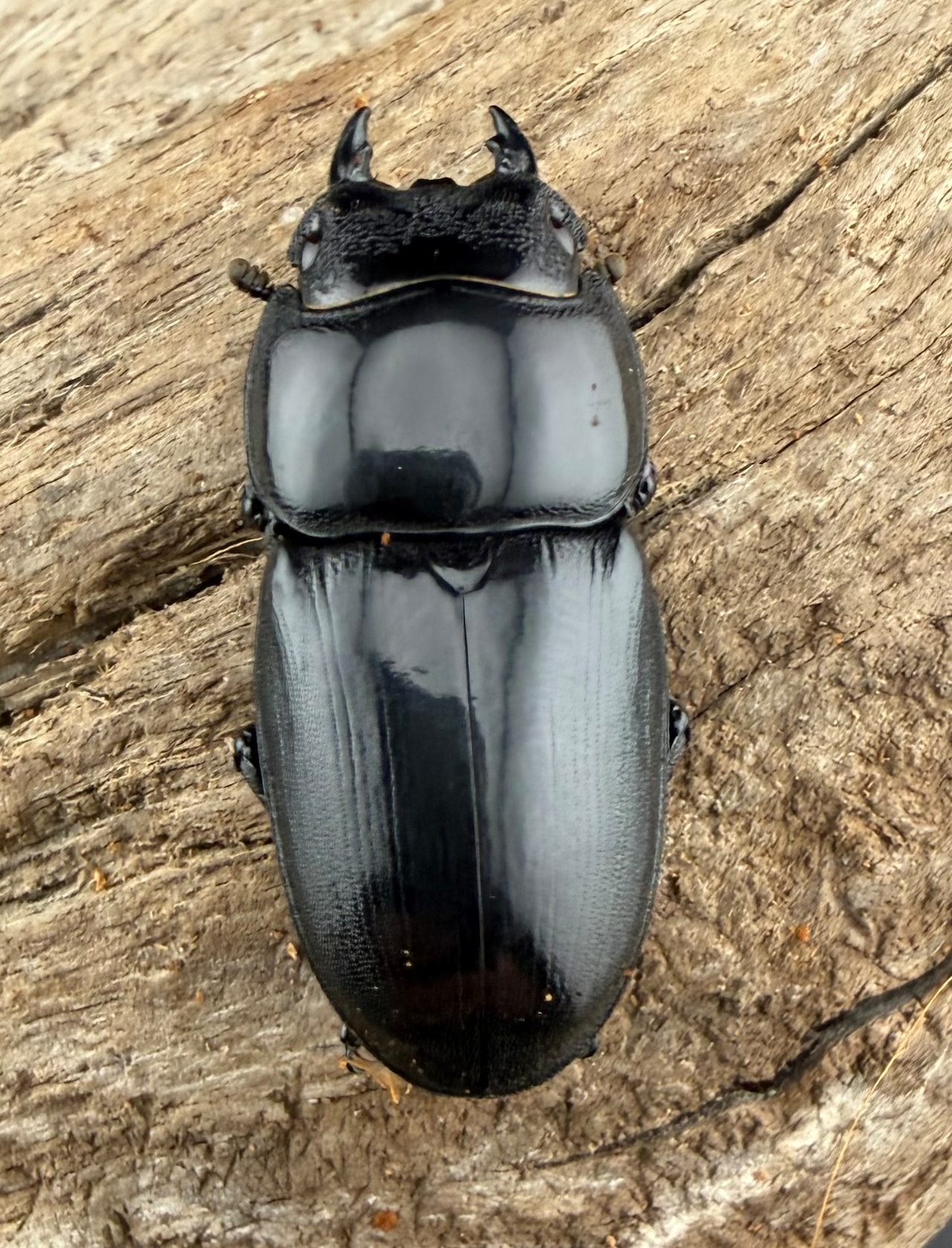 【WD】《アルキデスヒラタ アチェ産 中短歯 83mm ペア》