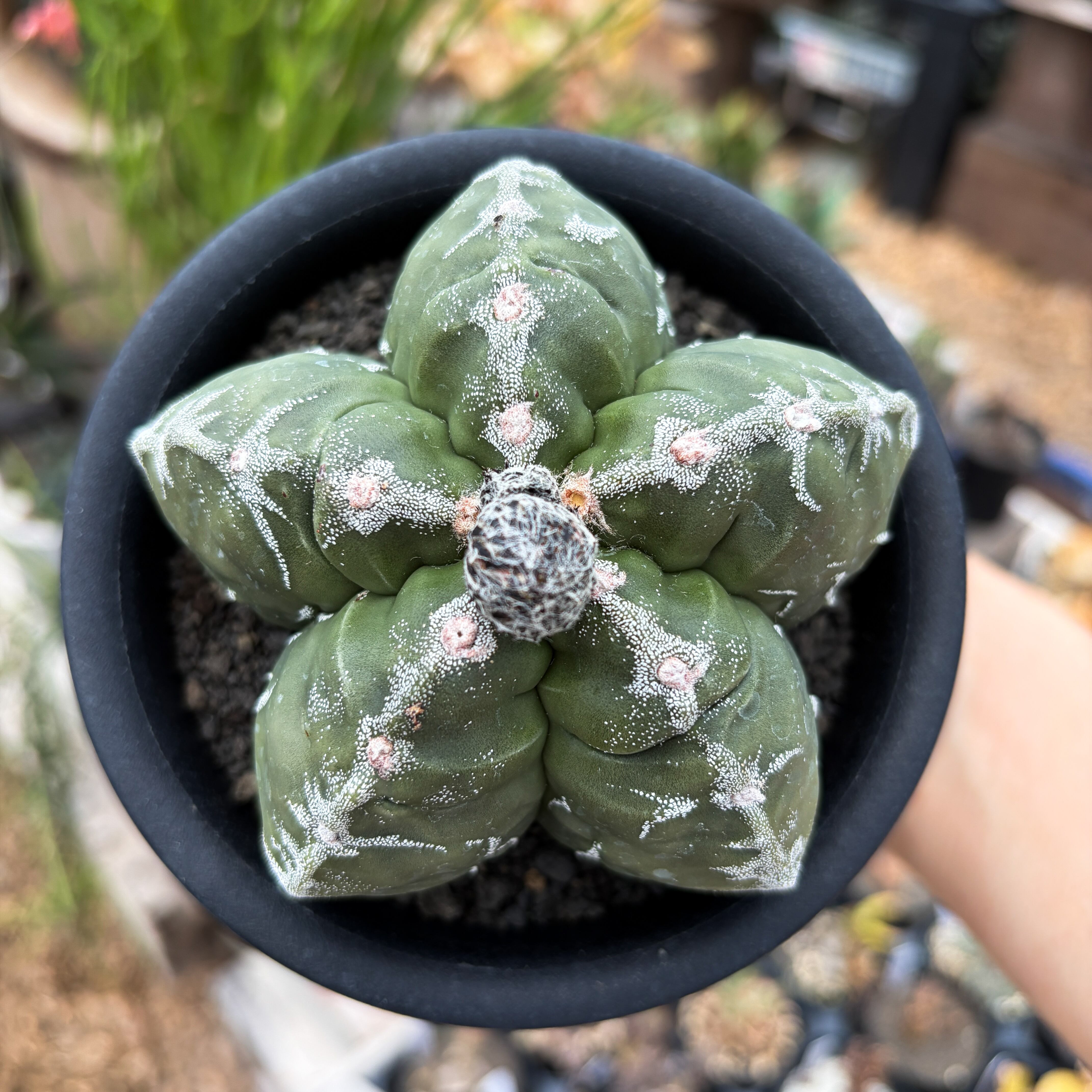 Astrophytum 雪陵亀甲ランポー | RIMO'S GREEN 【Saboten & Succulent】
