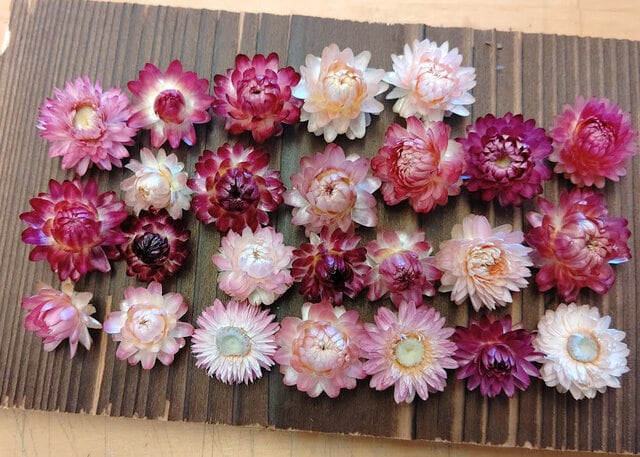 お得♪サイズ色々 ピンク＆パープル系ヘリクリサムヘッドのみ ドライ