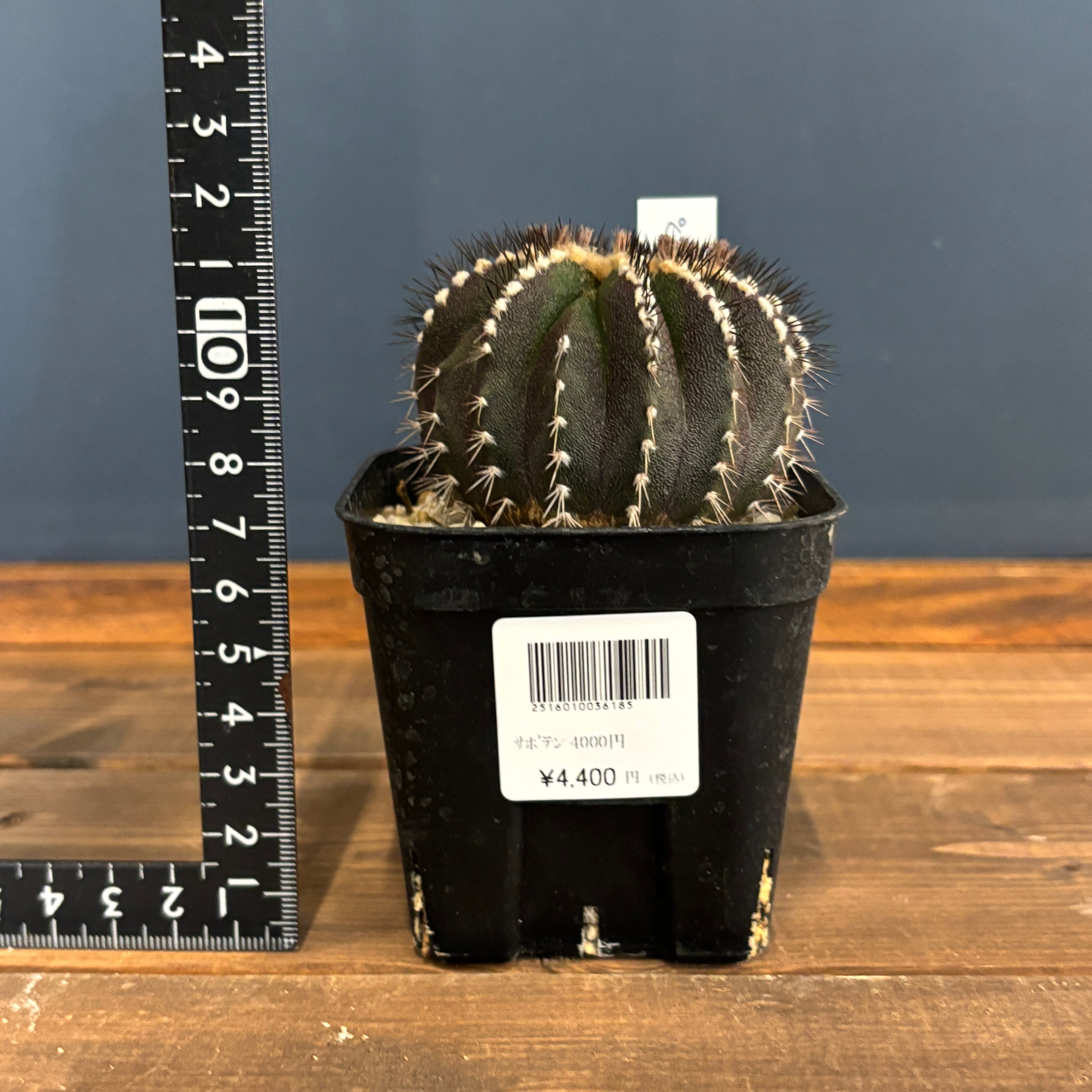 サボテン ユーベルマニア ペクチニフェラ【1098】 | PROTOLEAF プロト