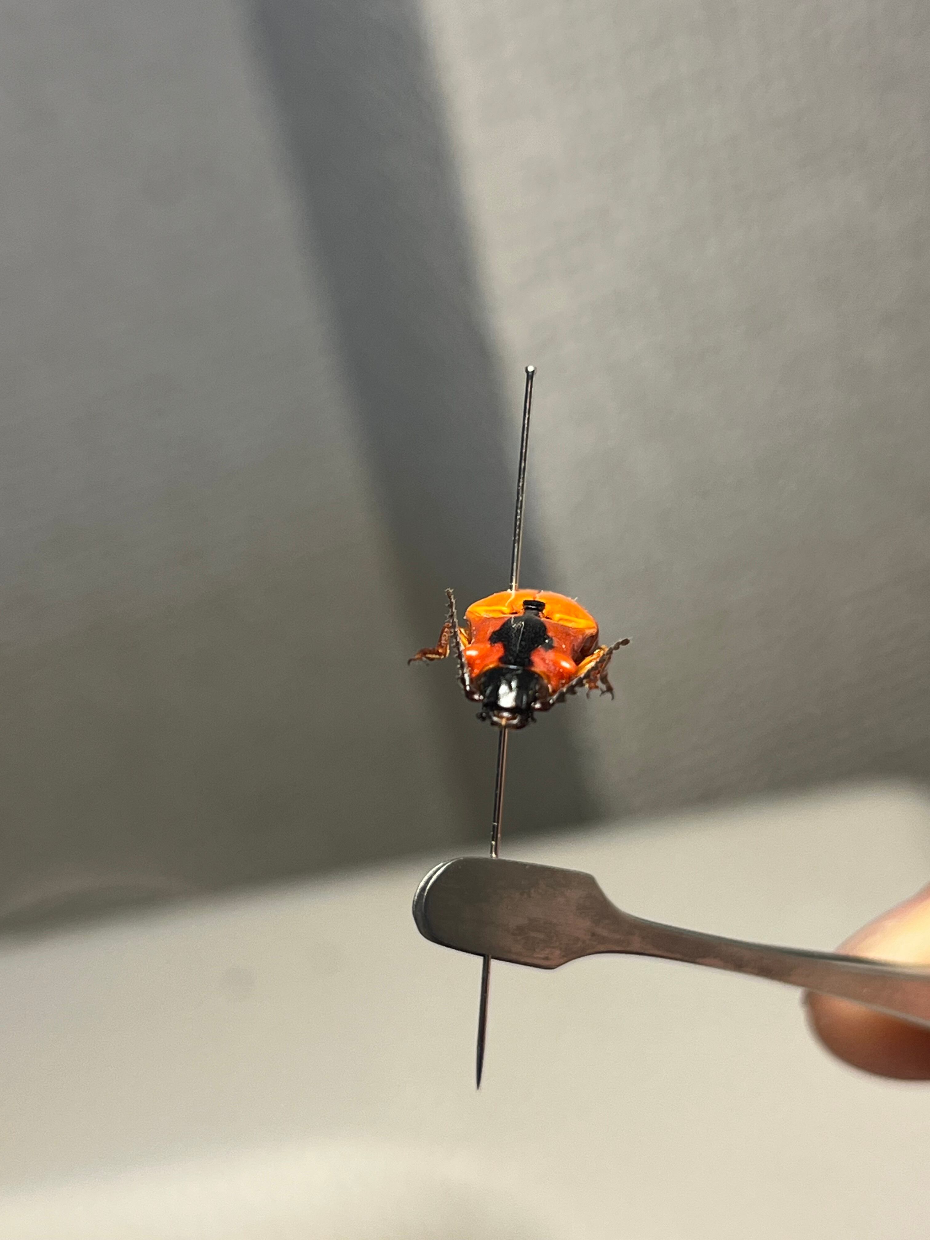 32mm】フェラーリコメツキムシ アングラトゥスミカドコメツキムシ 甲虫