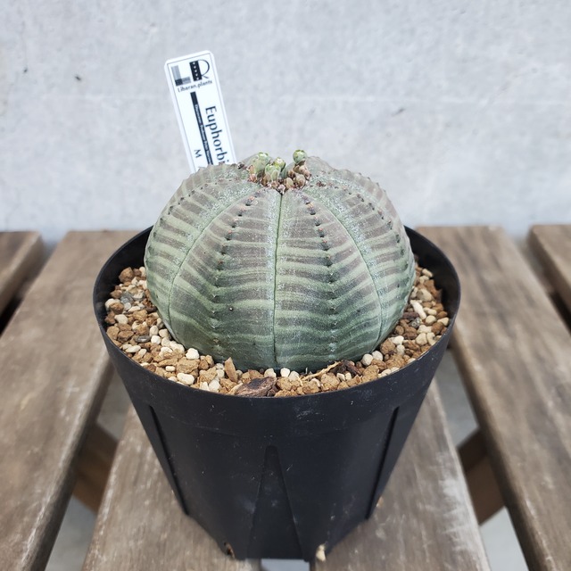 【MLサイズ】Euphorbia obesa ユーフォルビア オベサ