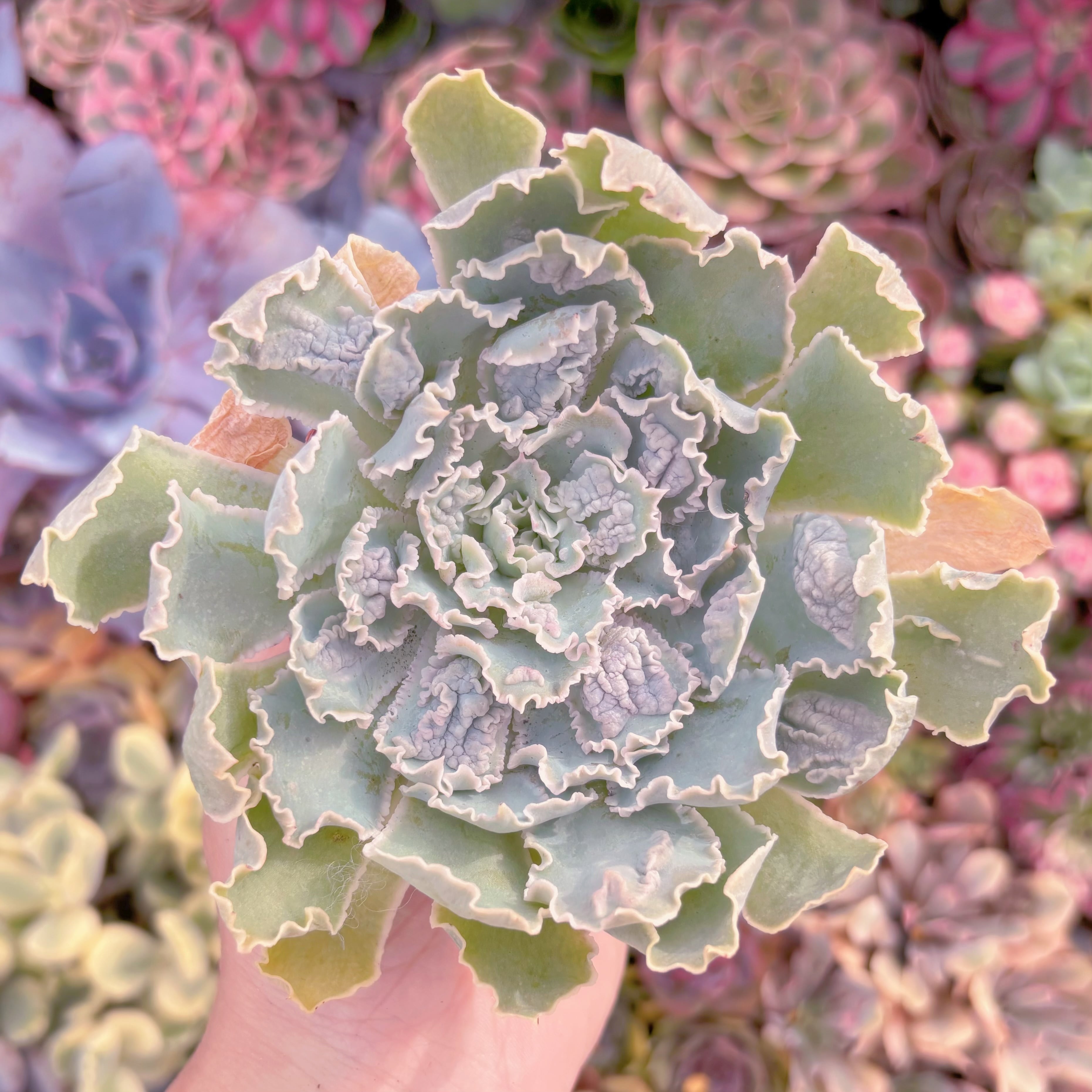 現品 祇園の舞#K035 るる農園 | るる農園~多肉植物専門