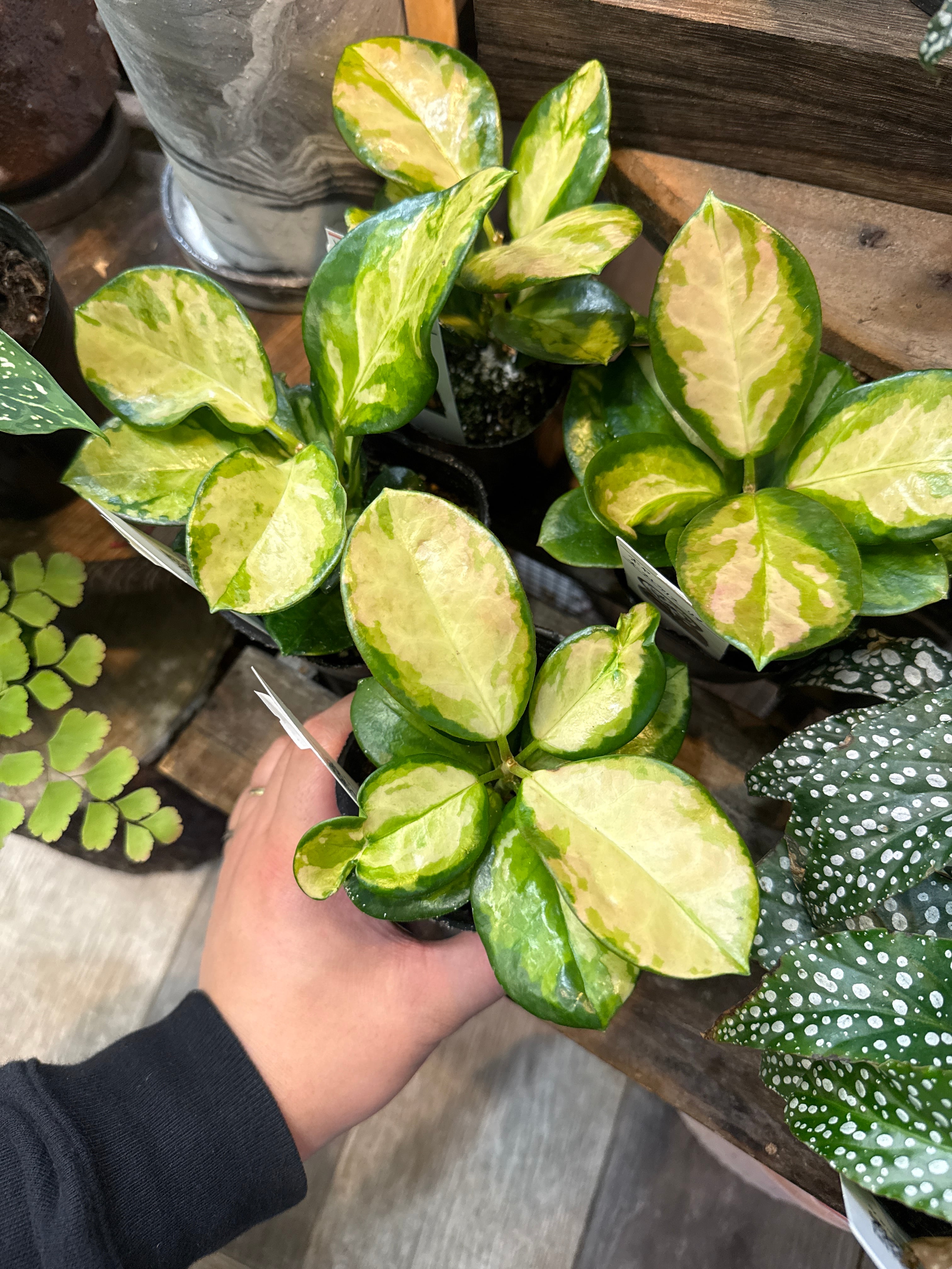 斑入り植物(バリエガータ・錦) | Gardenえん 【観葉熱帯植物】