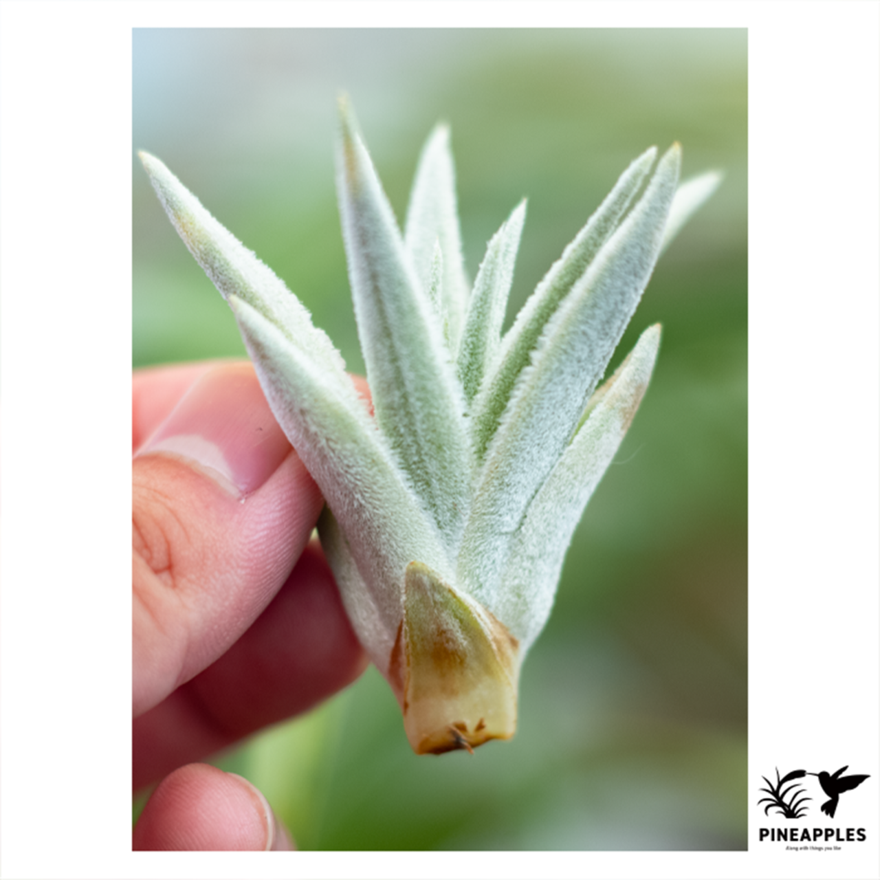 Tillandsia gardneri var. rupicola (Compacta) Pink Fl. - 1