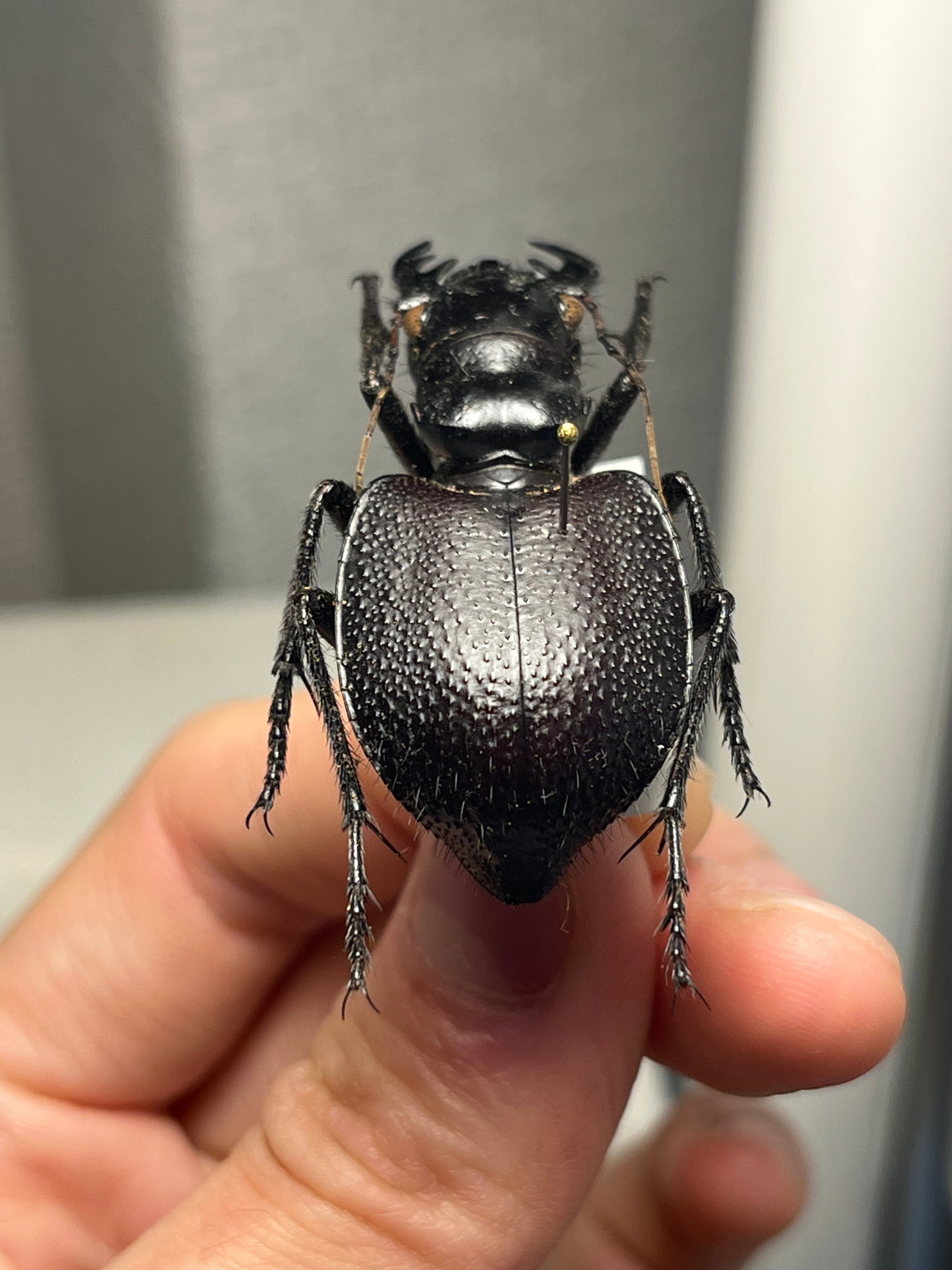 美麗♀】オオエンマハンミョウ Manticora タンザニア産 昆虫標本