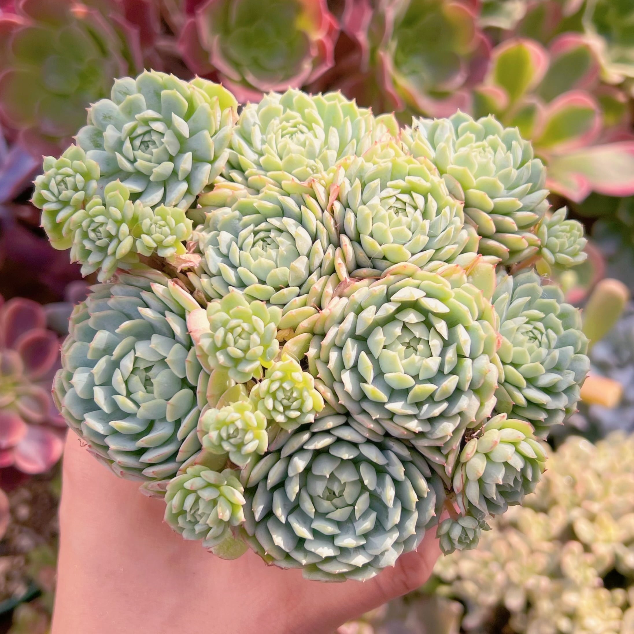 現品　グロブローサx静夜#720　るる農園