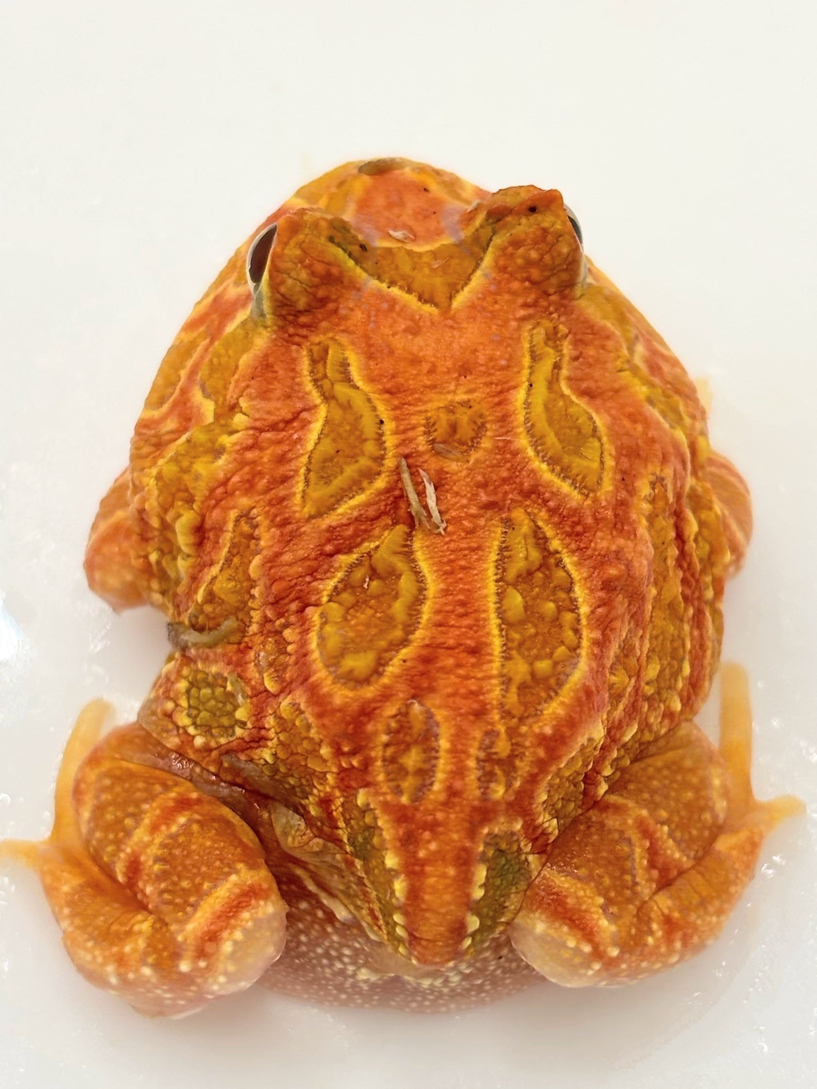 クランウェルツノガエル ストロベリー③ 1匹 | まるころ商店〜まるく