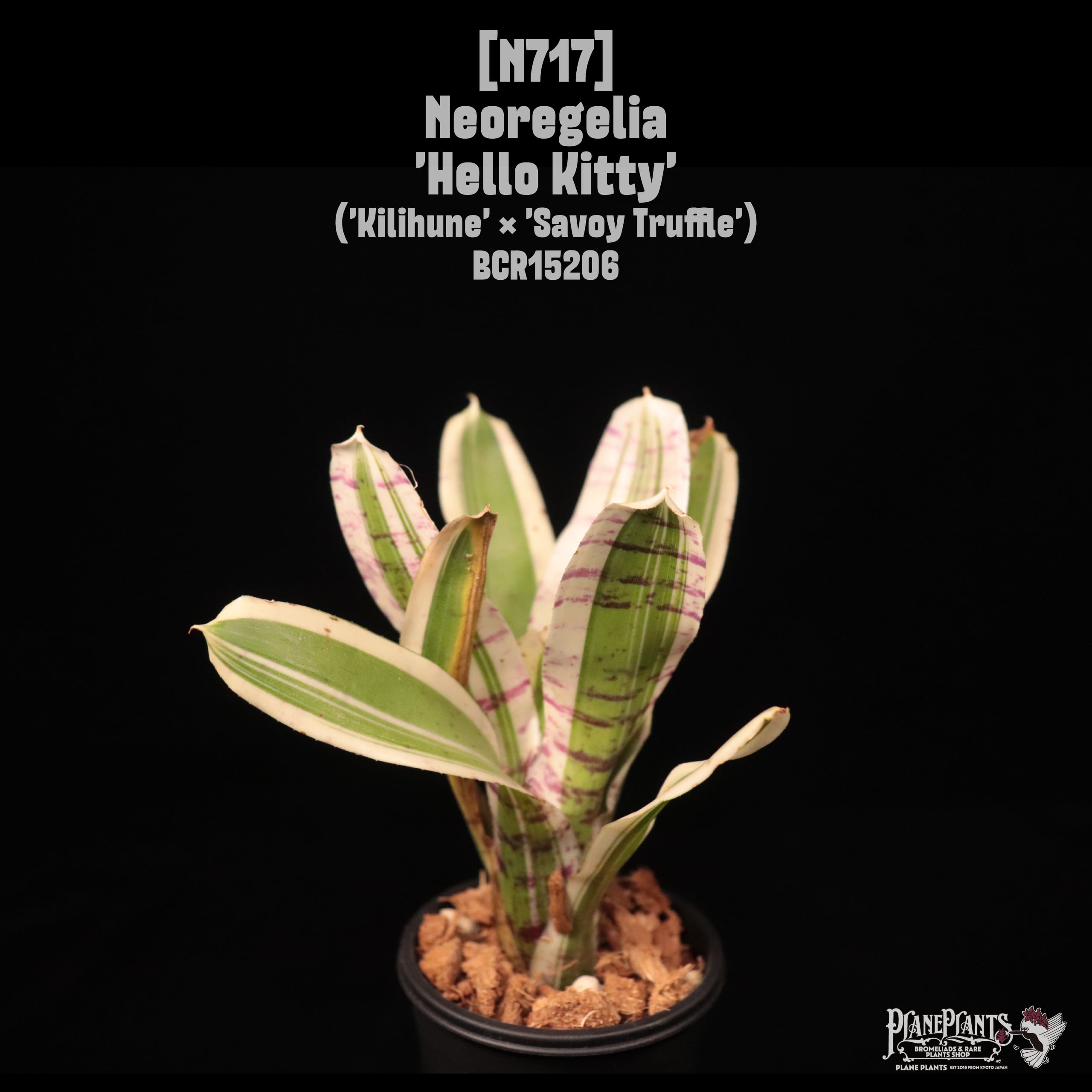 Neoregelia 'Hello kitty'〔ネオレゲリア〕N717 | plane plants