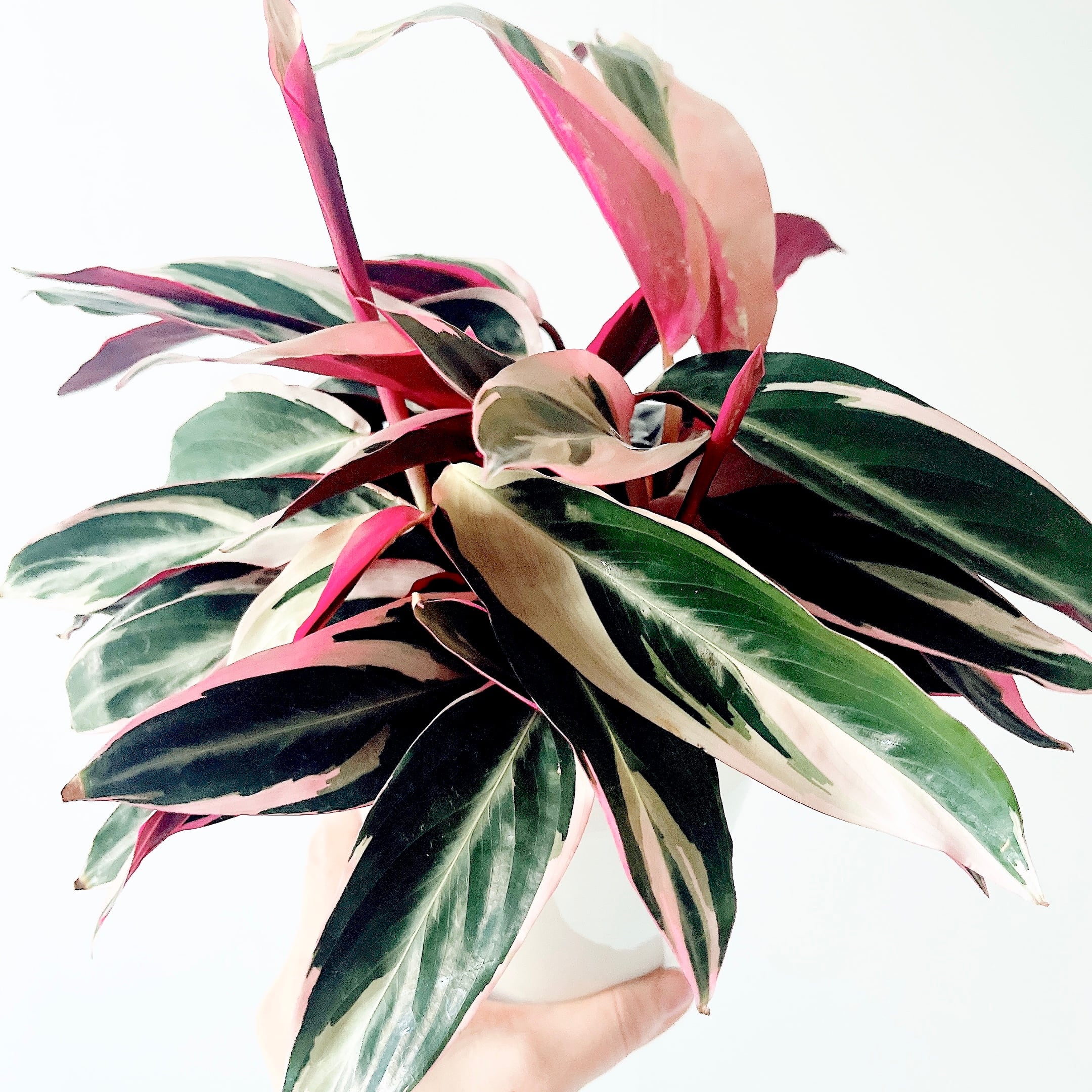 現品］【希少】3番 ザミオクルカス 斑入り 5号 ザミフォーリア 観葉