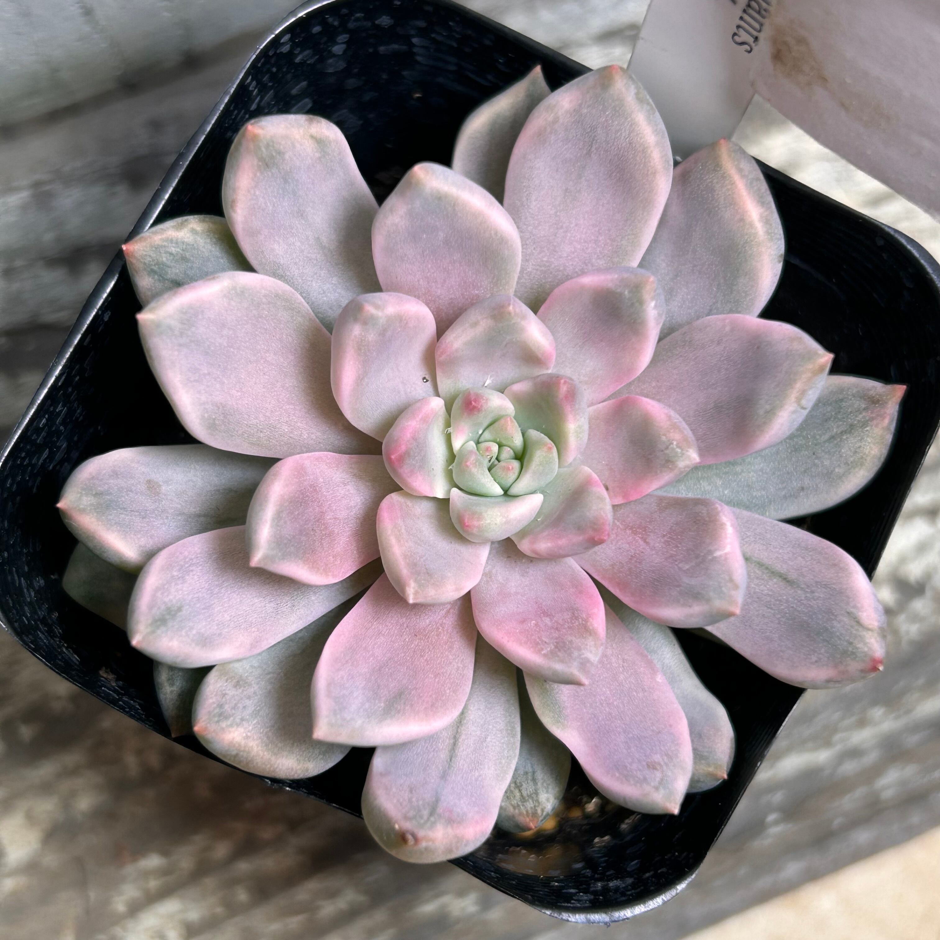 紅夕月錦 | RuPo 多肉植物専門店