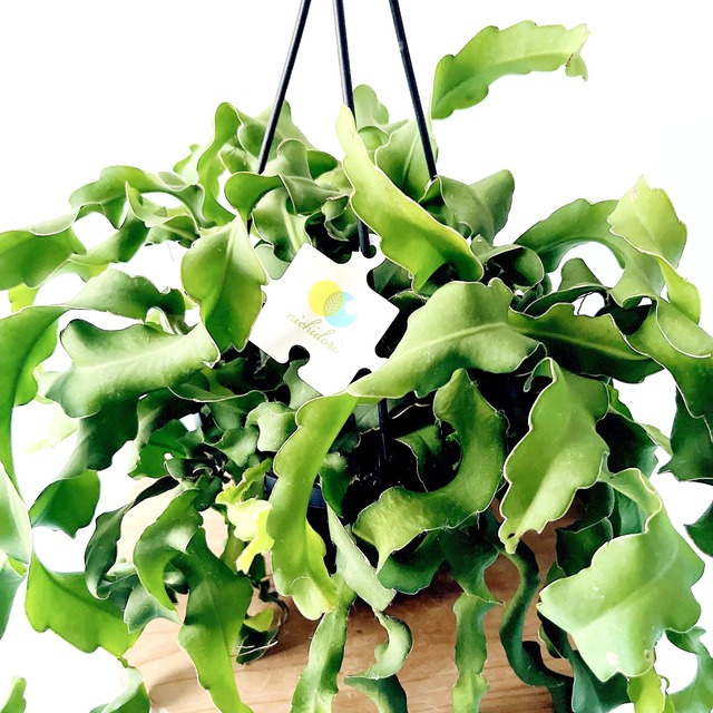 エピフィラム グアテマレンシス 観葉植物 吊り下げ calm cafe