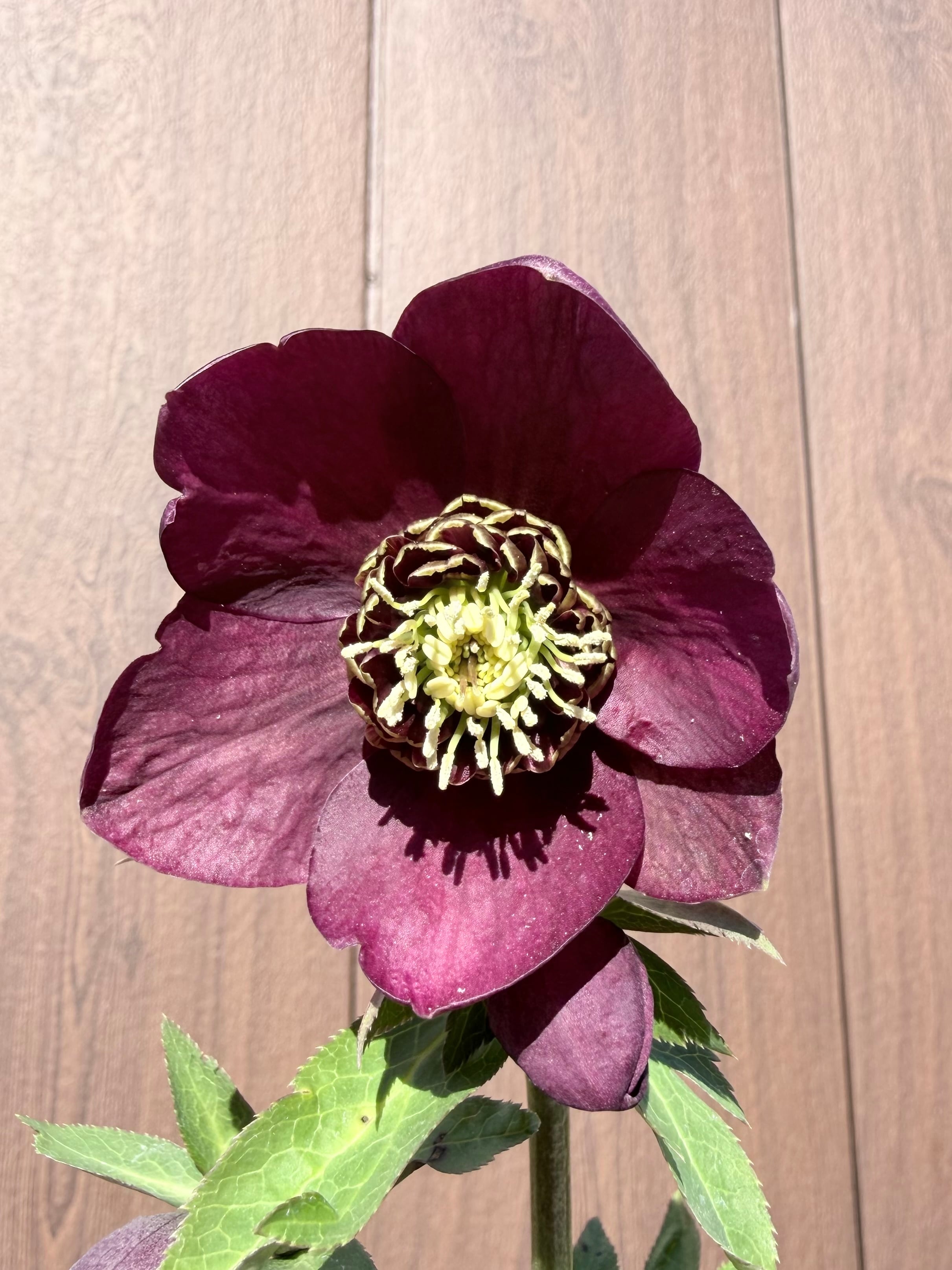 ほぼキラメキのグロッシー☆ディープレッドSD 加藤農園 クリスマス