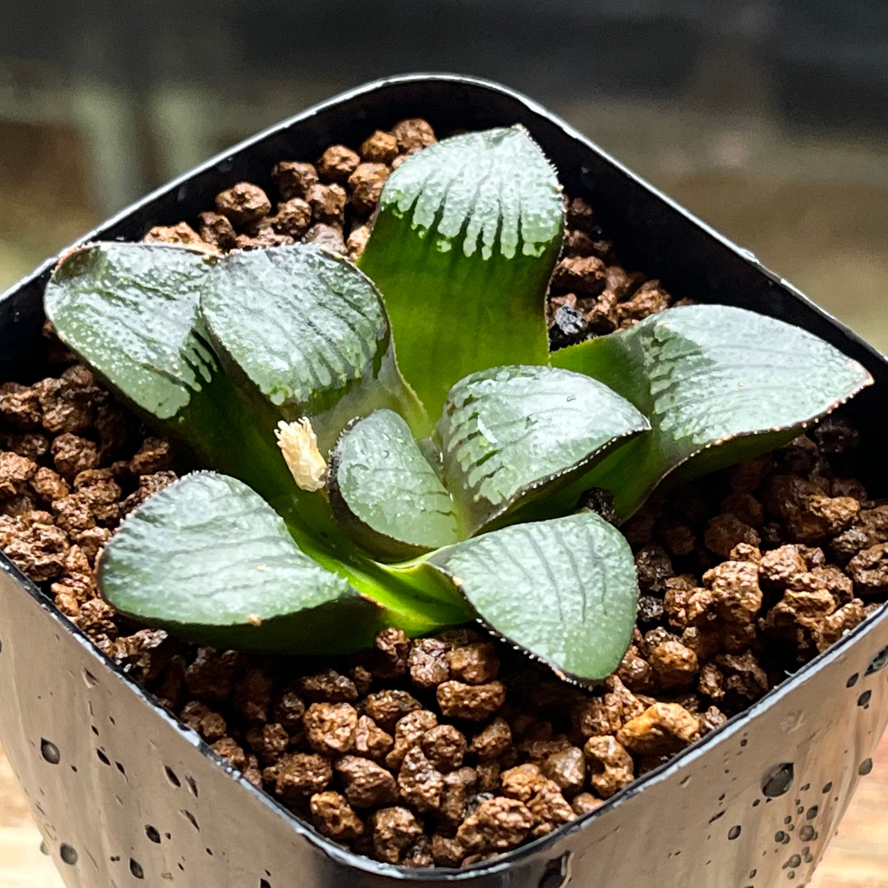 ハオルチア 超特網コレクタ錦 | mocono_plants