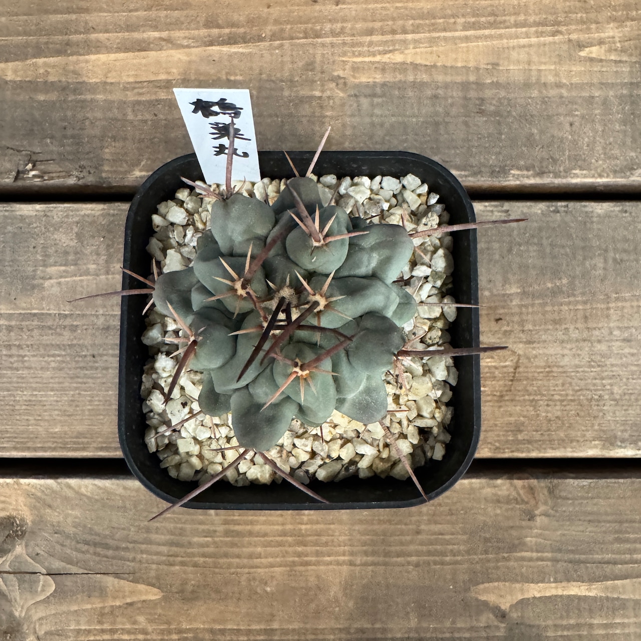 サボテン テロカクタス 鶴巣丸【1029】