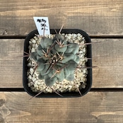 サボテン テロカクタス 鶴巣丸【1029】