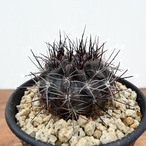 Neochilenia pulchella ｖ.esmeraldana【ネオチレニア・プルケラ・実生】