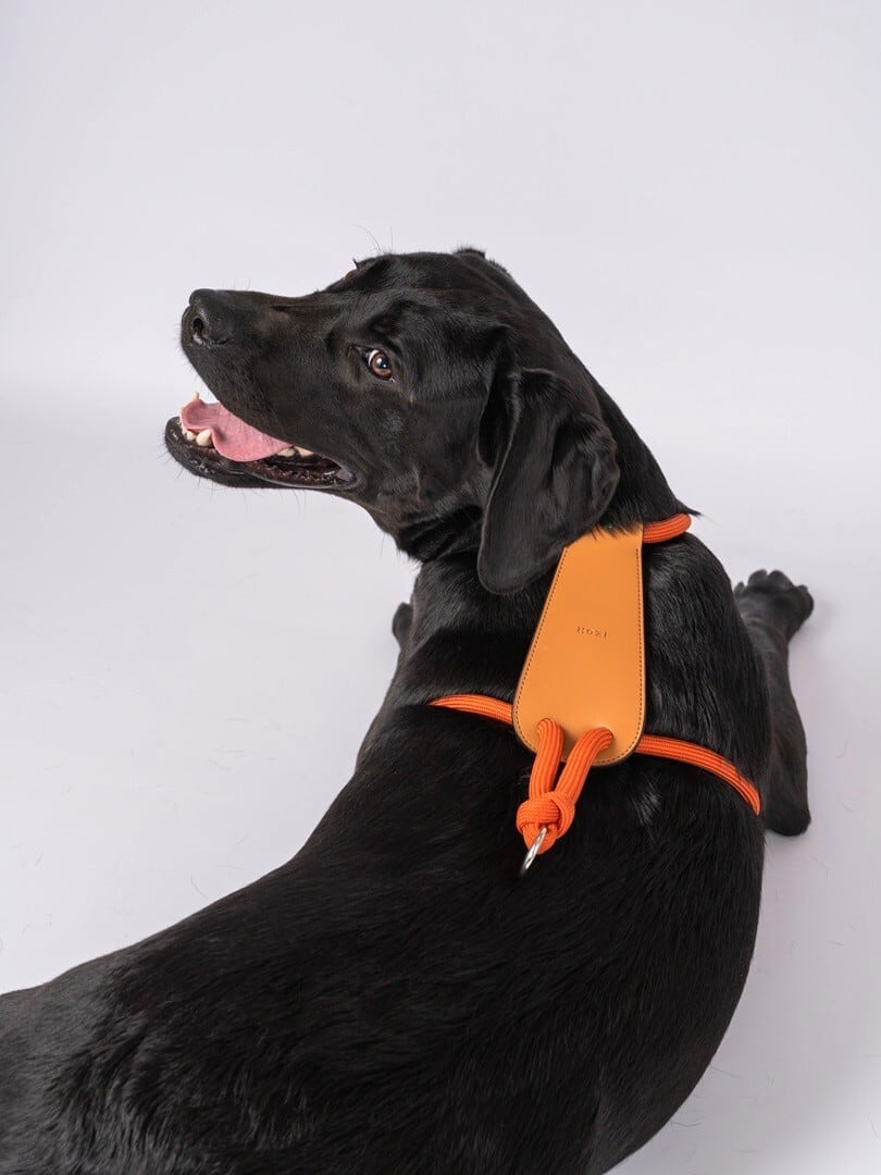 XLサイズ」エッセンシャルハーネス【HOZI】 | HOZI(ホジ)