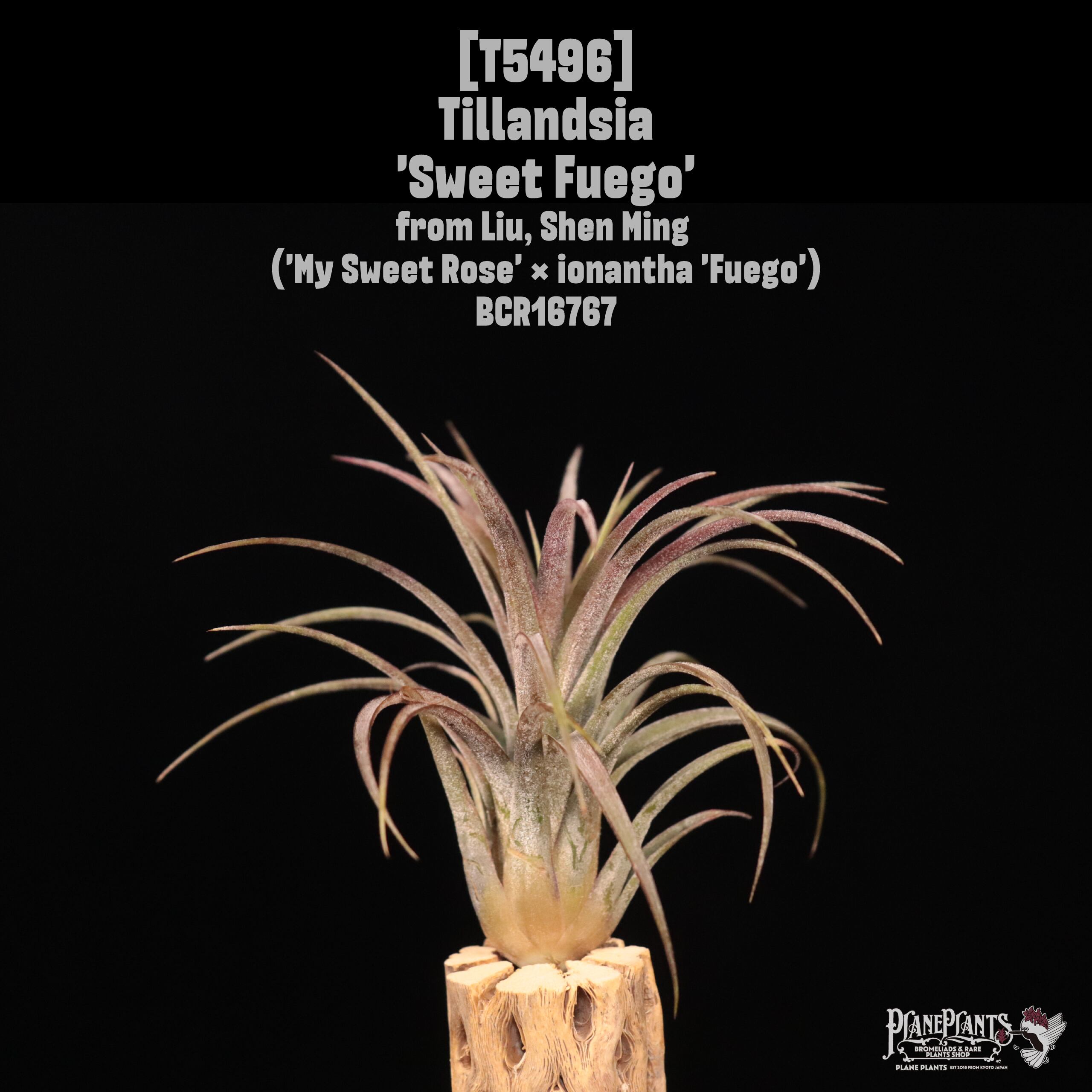 送料無料】キセログラフィカ RED M(ロングリーフ)〔エアプランツ〕現品