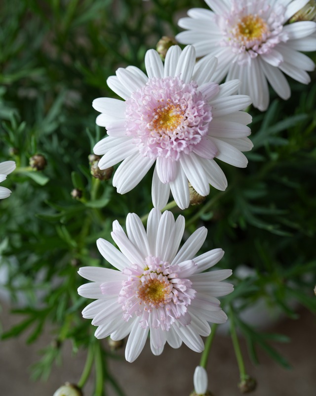 マーガレット　ぽぽたん　スイートピンク　３号　