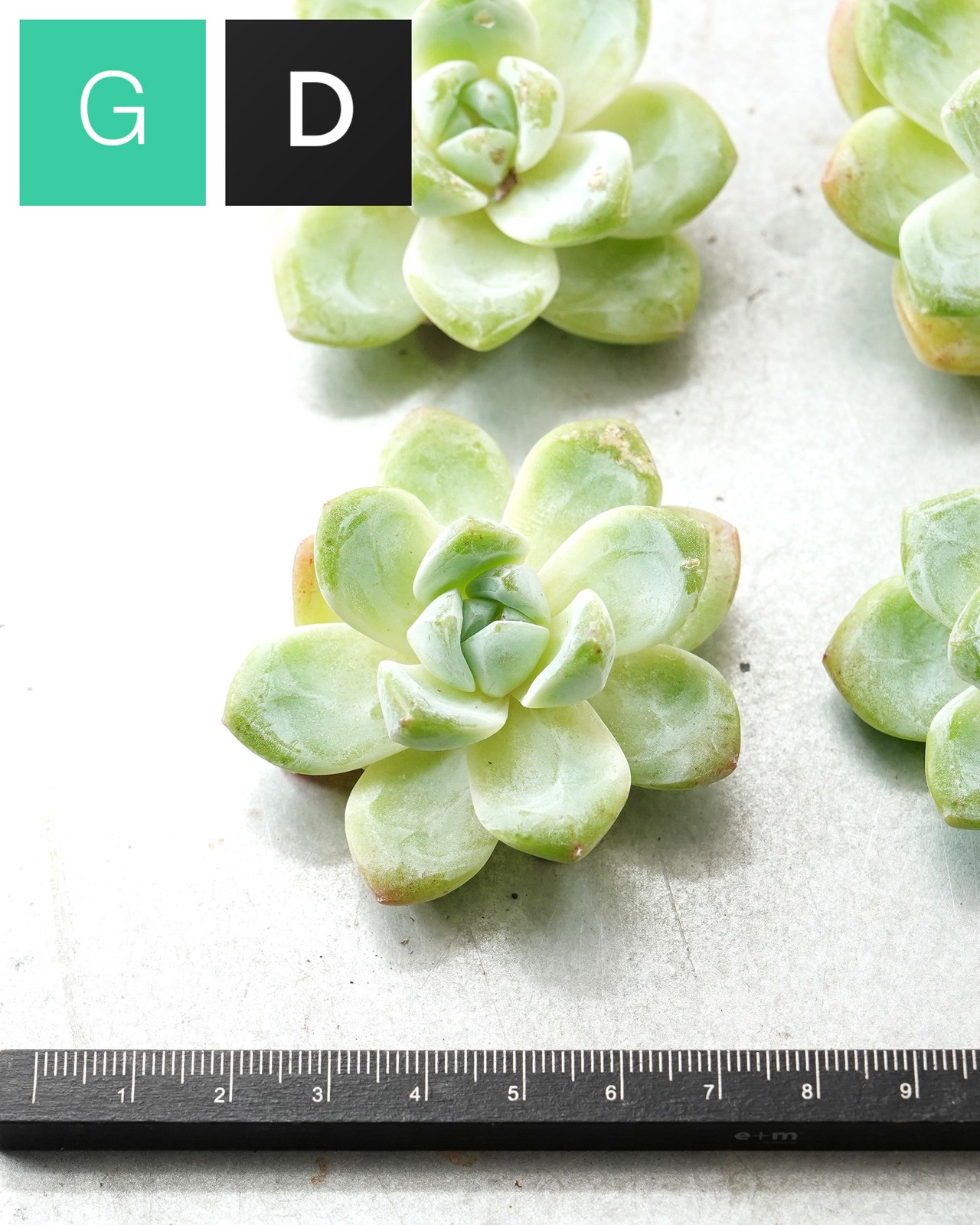 カット苗 スノークィーン M Echeveria 'Snow Queen'