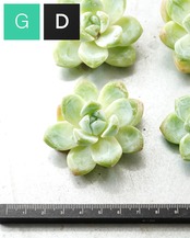 カット苗 スノークィーン M Echeveria 'Snow Queen'