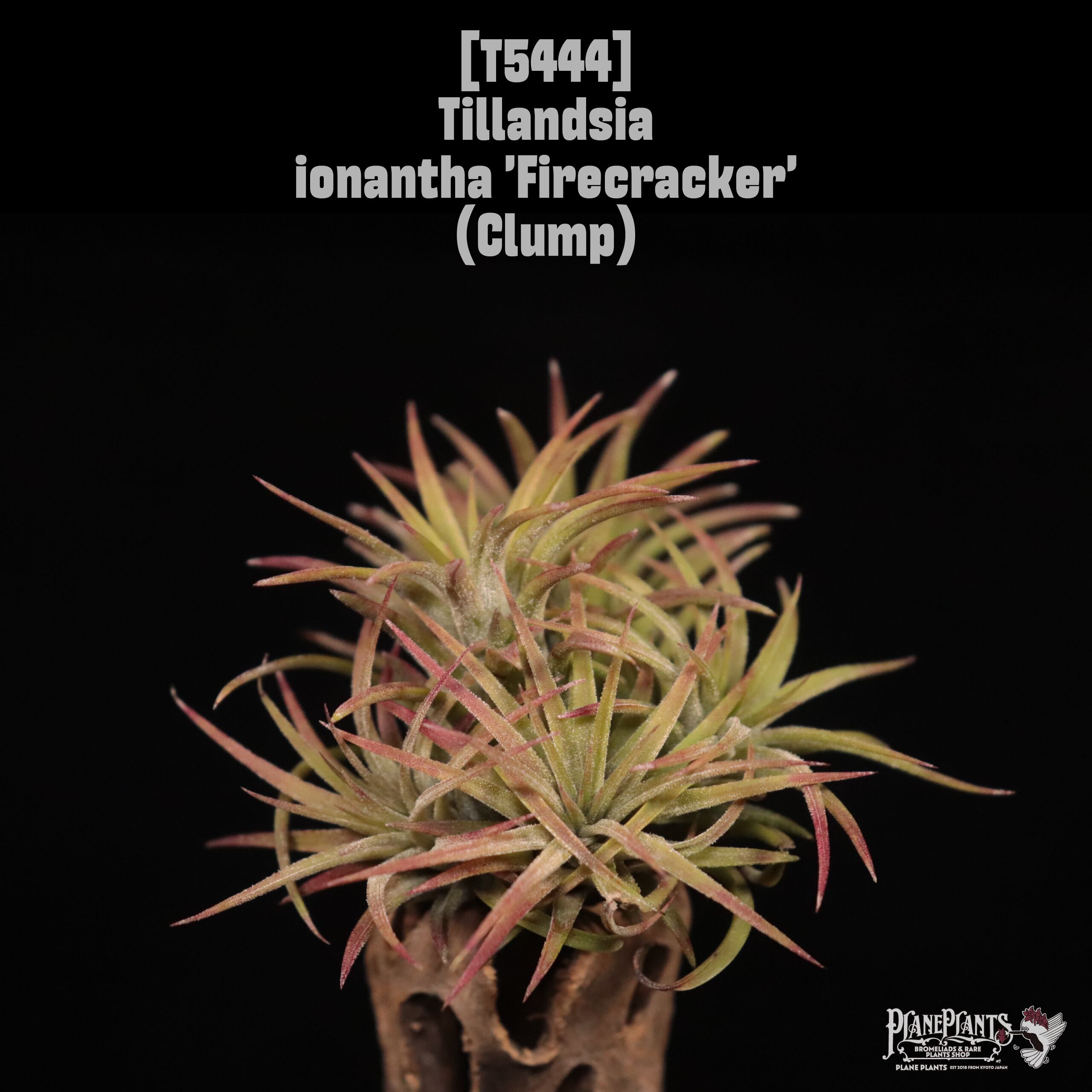 ionantha | plane plants