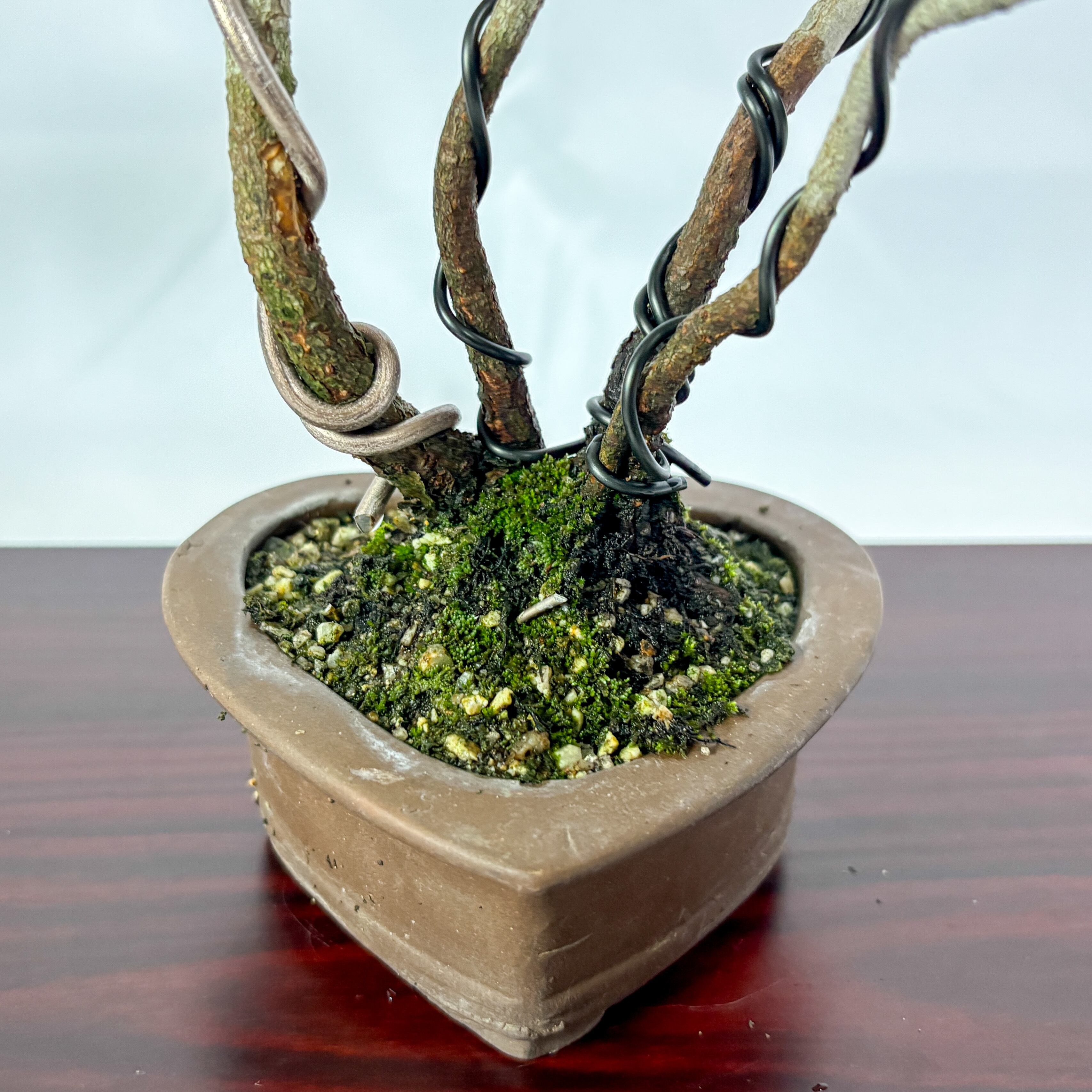 ハートの鉢の黒松盆栽（NA-001） | 和の暮らし盆栽店 | 公式オンライン