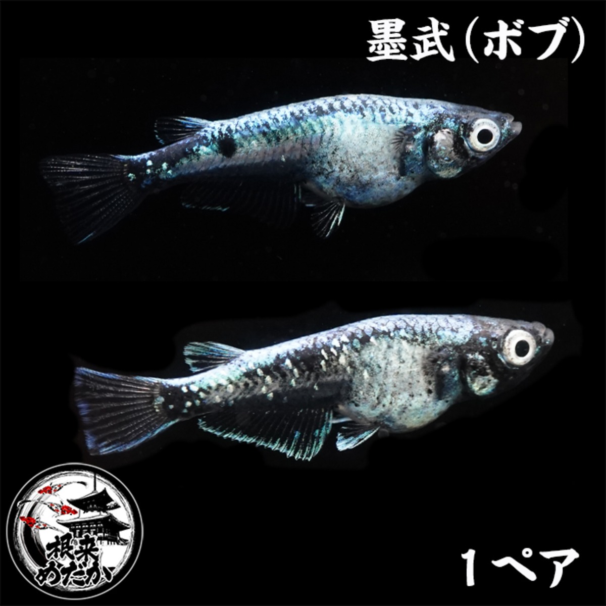 1ペア】墨武（ボブ） | メダカ専門店 根来めだか