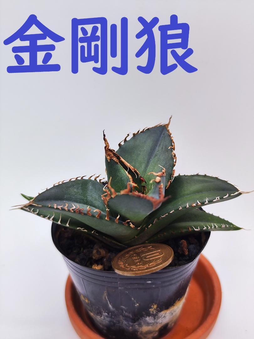 アガベ チタノタ 黒金剛 agave titanota 多肉植物
