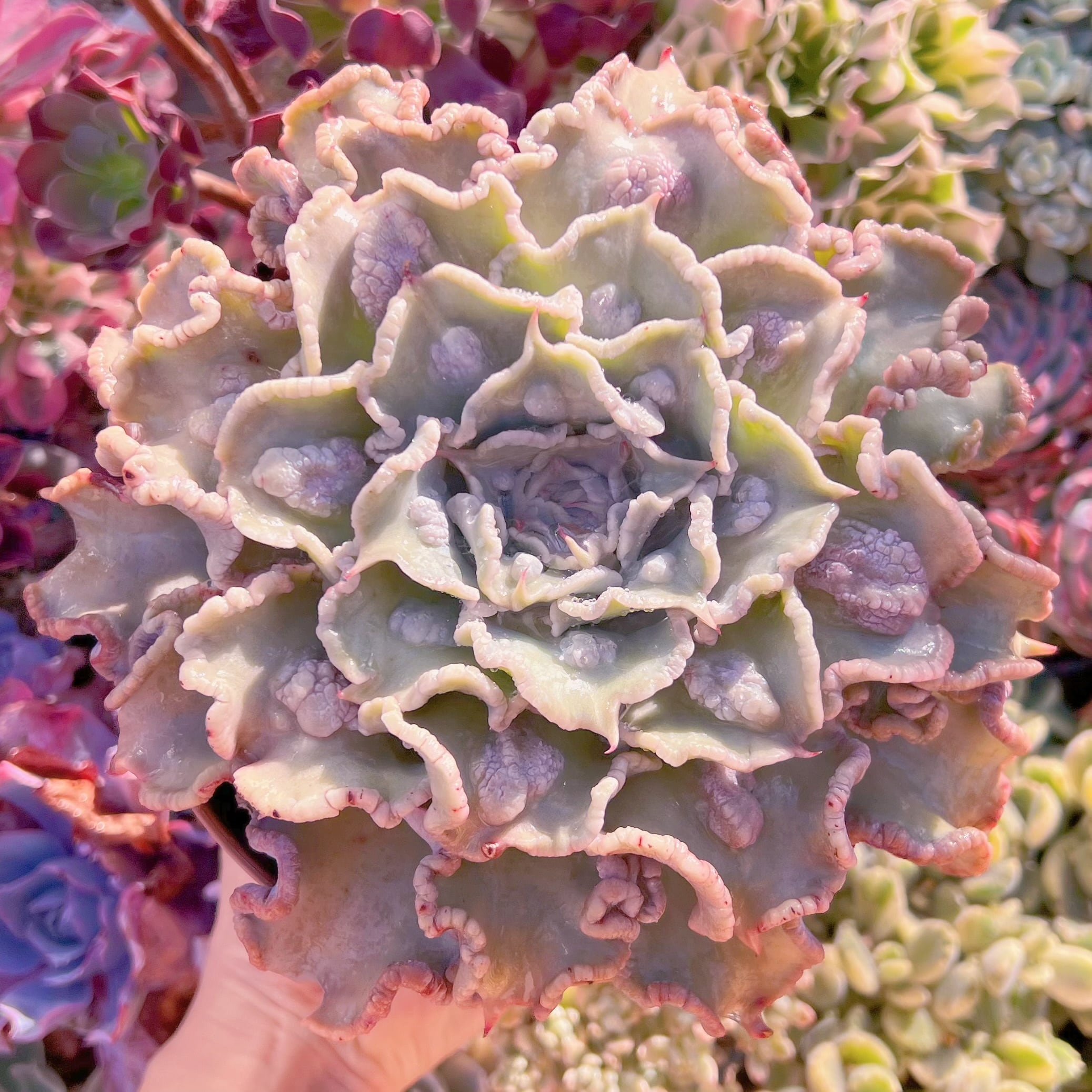 現品　コブマディバ#1007   特大20cm　るる農園